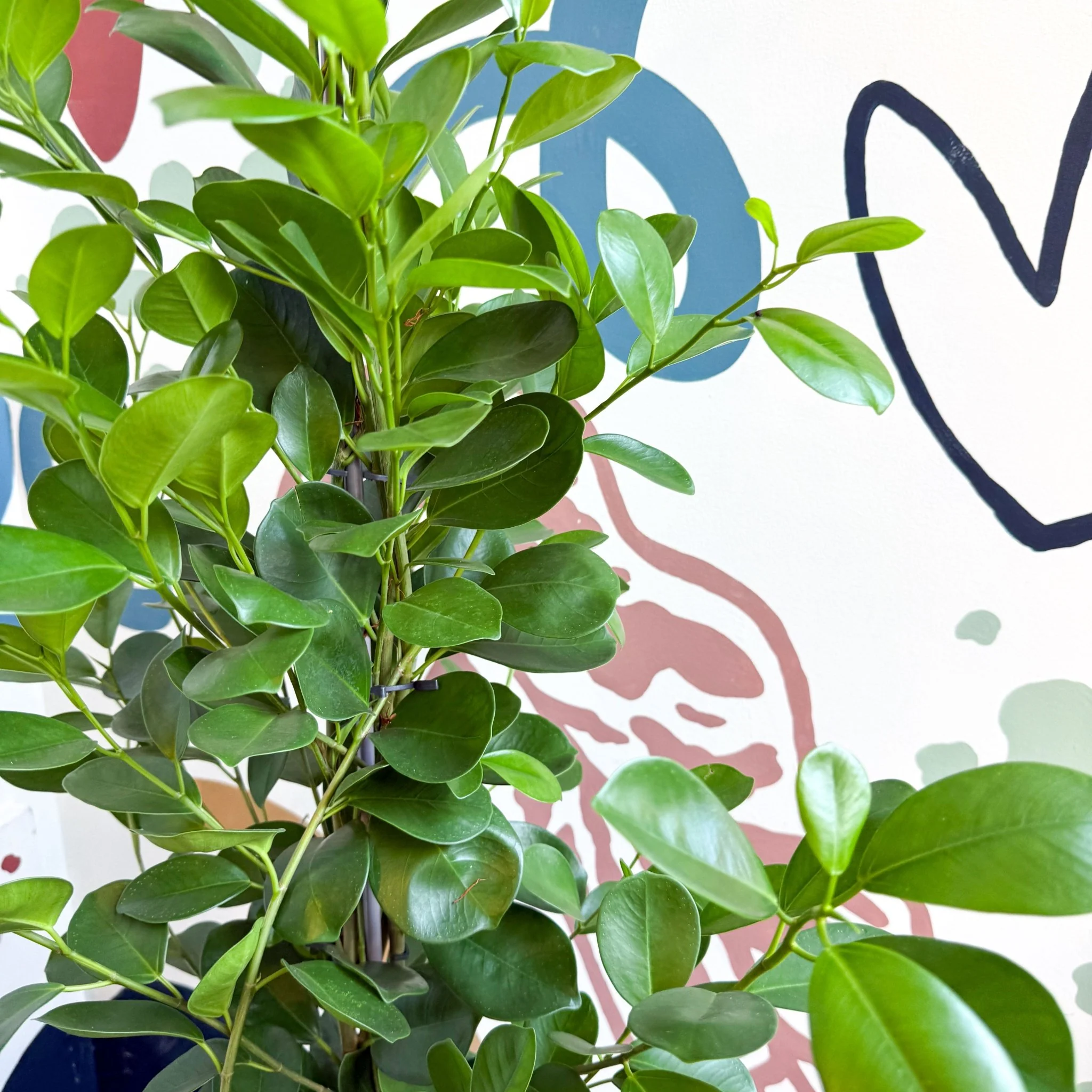 Ficus microcarpa ‘Moclame’ – Indian Laurel Fig - Image 8