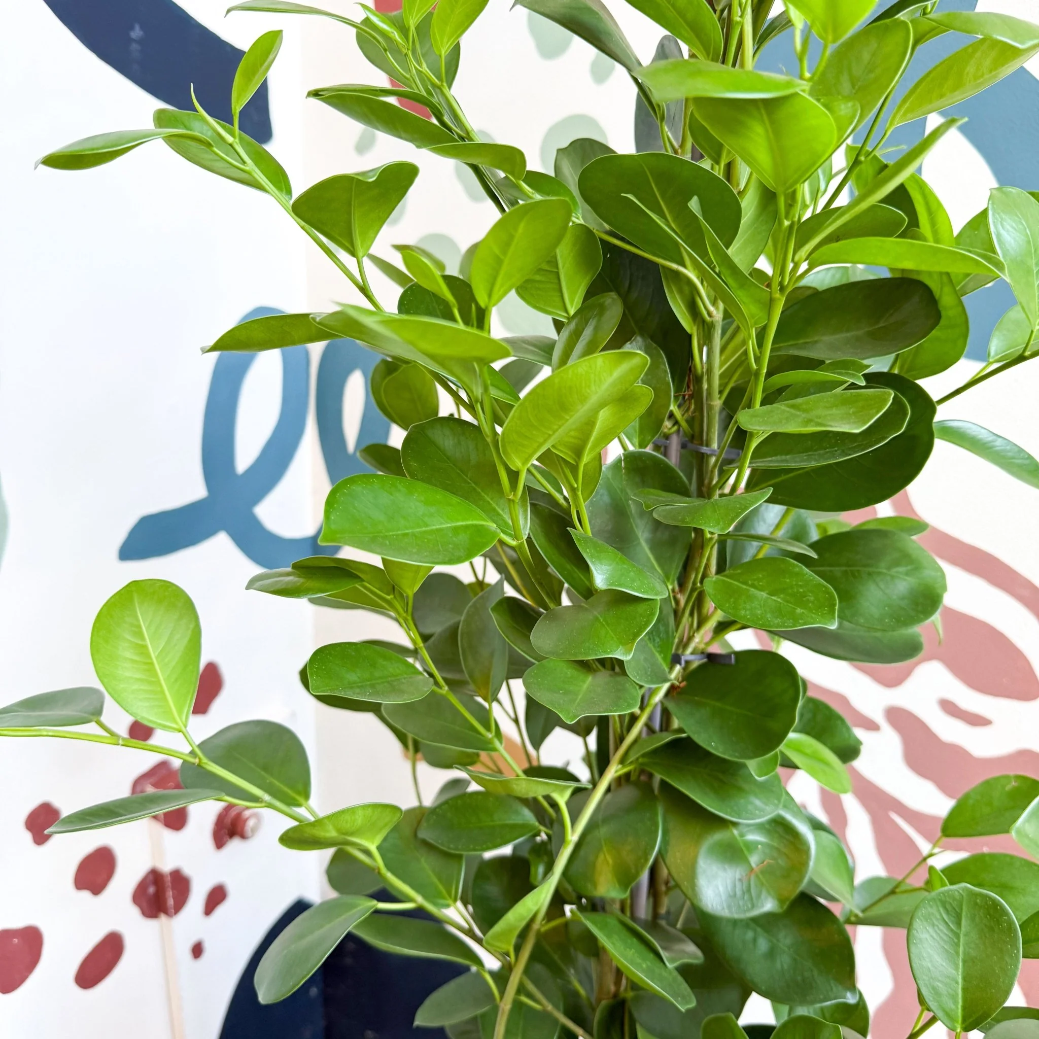 Ficus microcarpa ‘Moclame’ – Indian Laurel Fig - Image 9