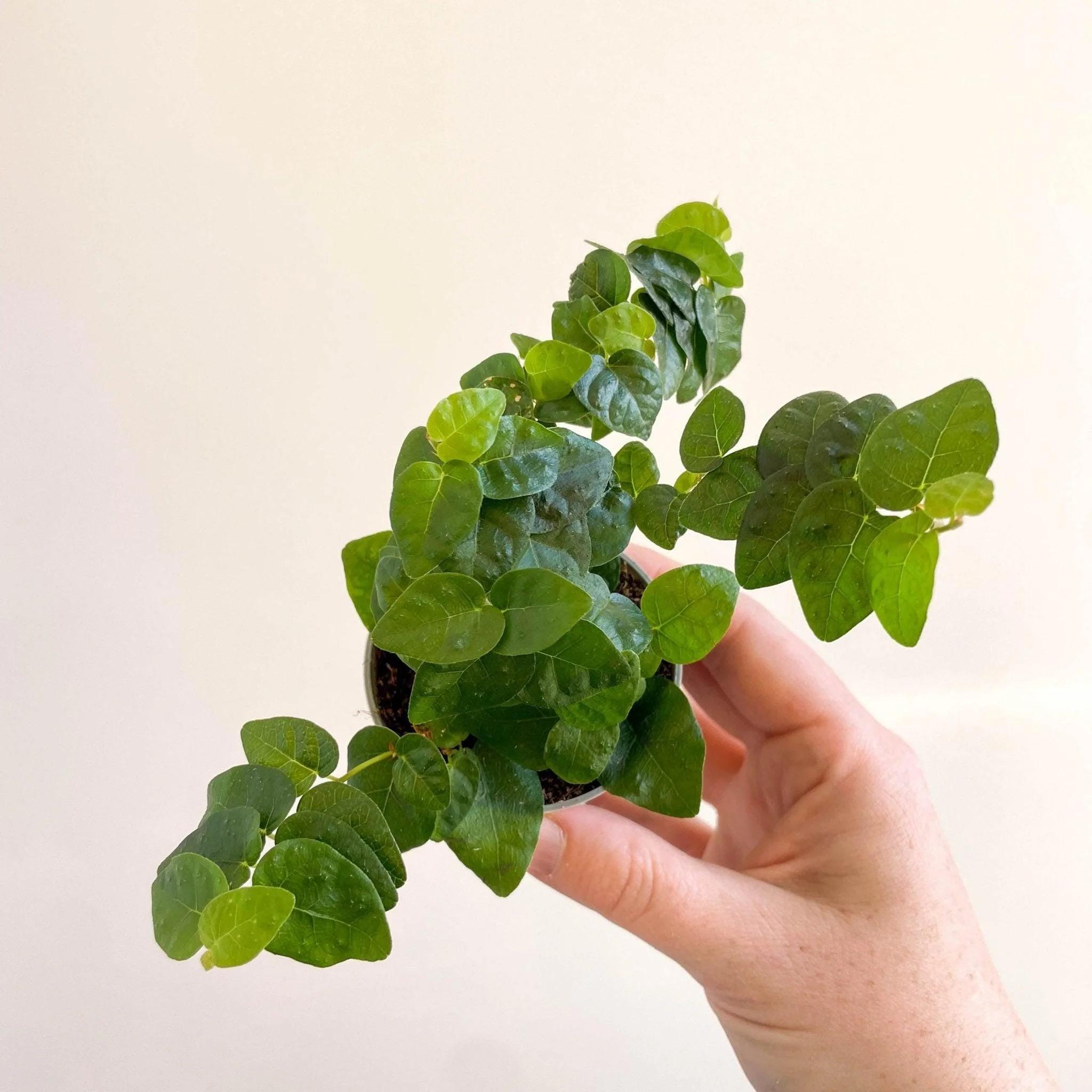 Ficus pumila 'Arina' - Creeping Fig