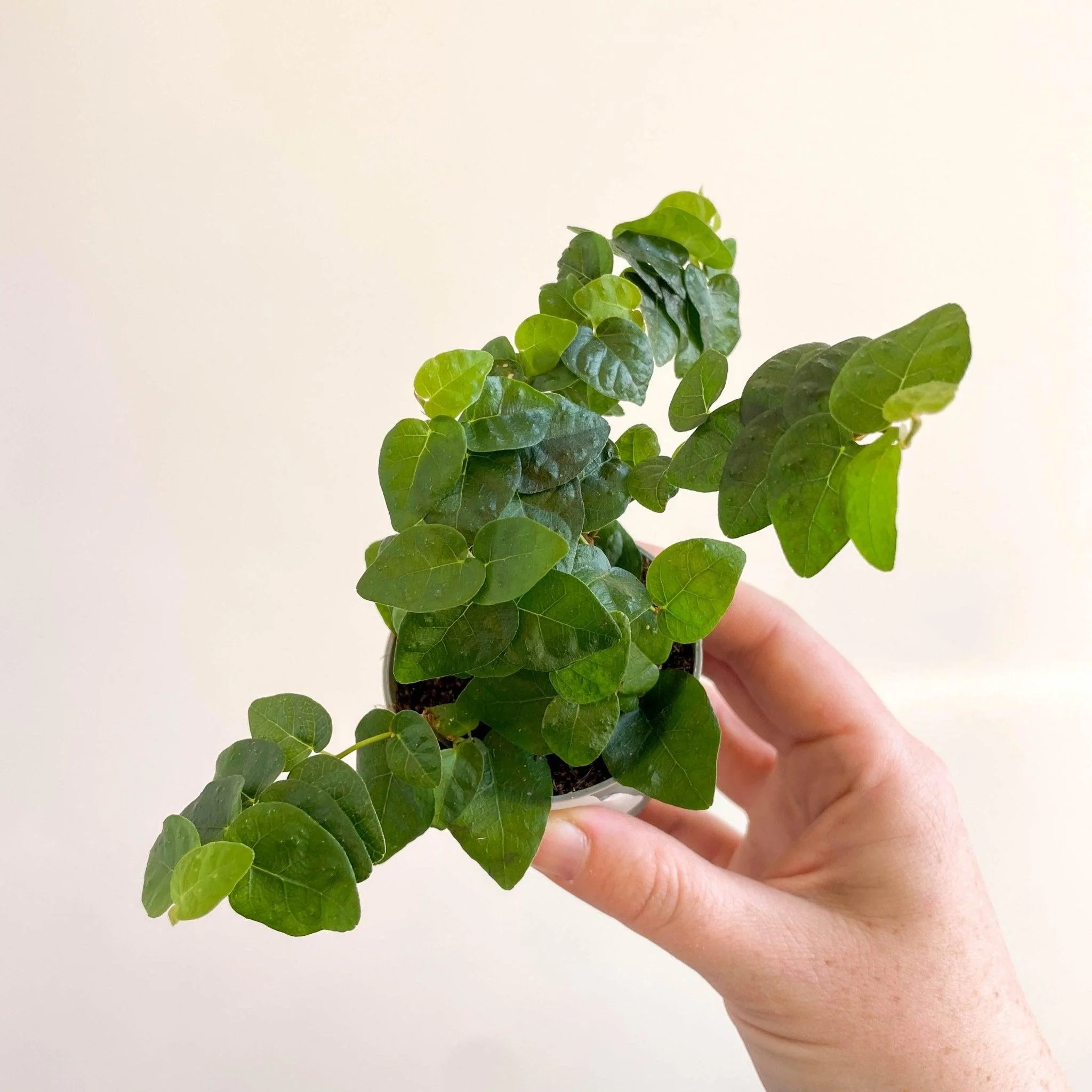 Ficus pumila 'Arina' - Creeping Fig - Image 10