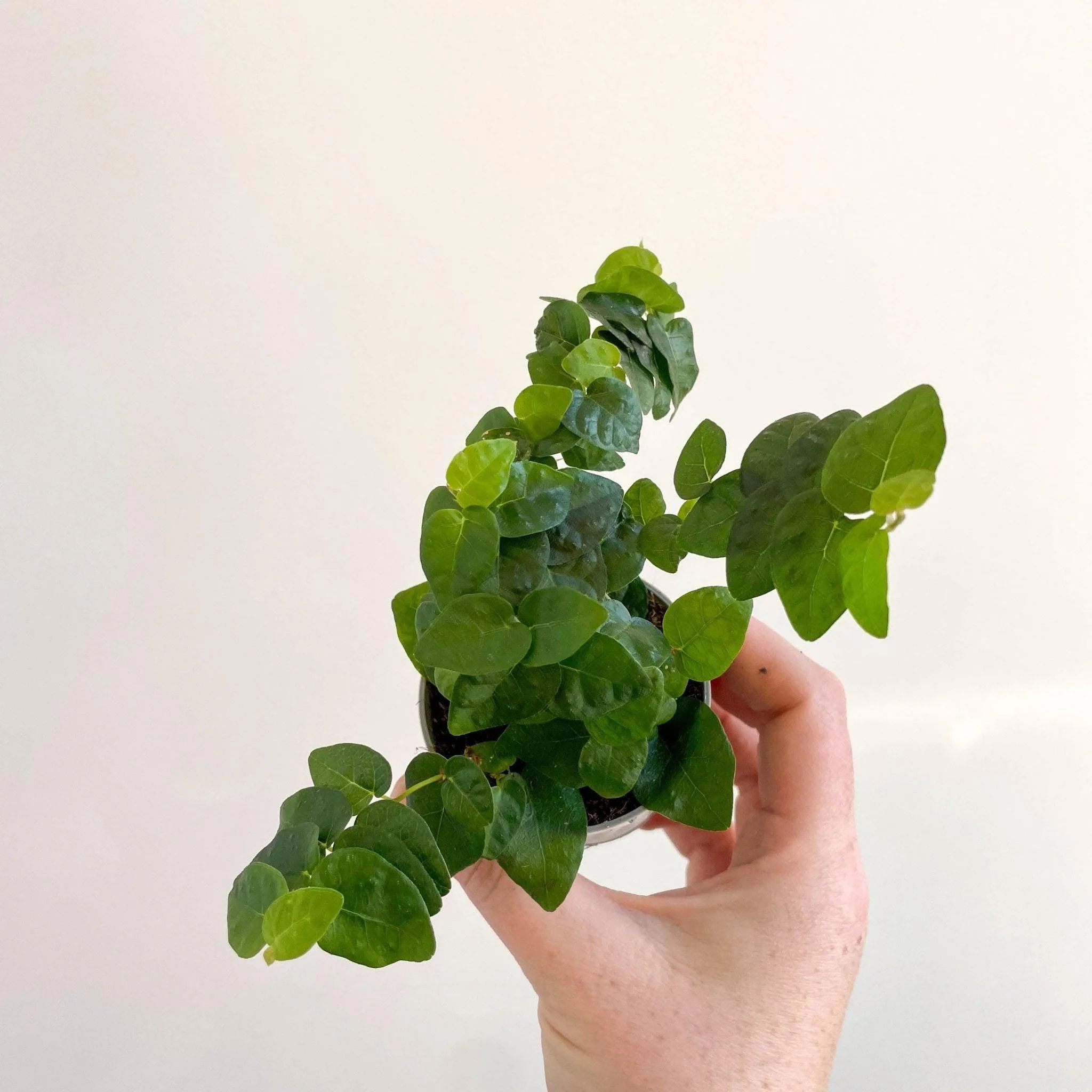 Ficus pumila 'Arina' - Creeping Fig - Image 2