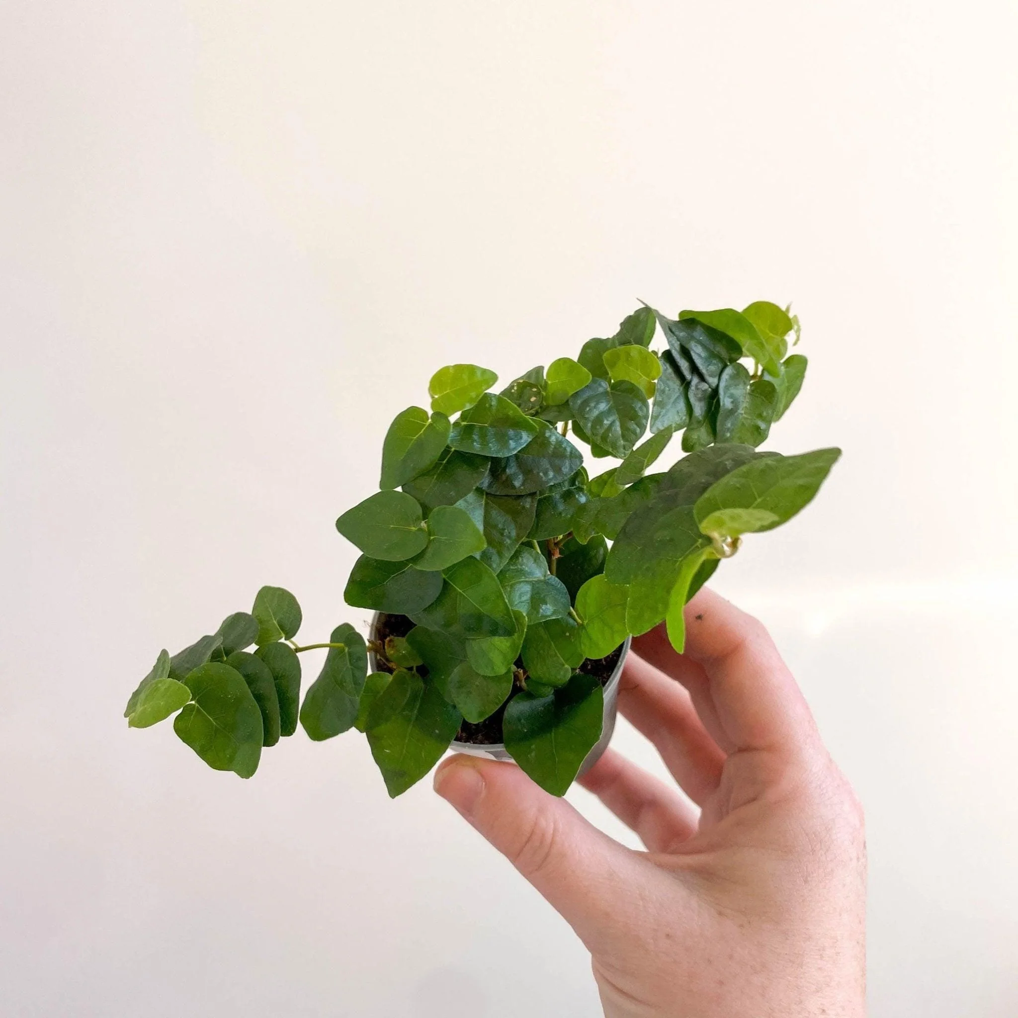 Ficus pumila 'Arina' - Creeping Fig - Image 3
