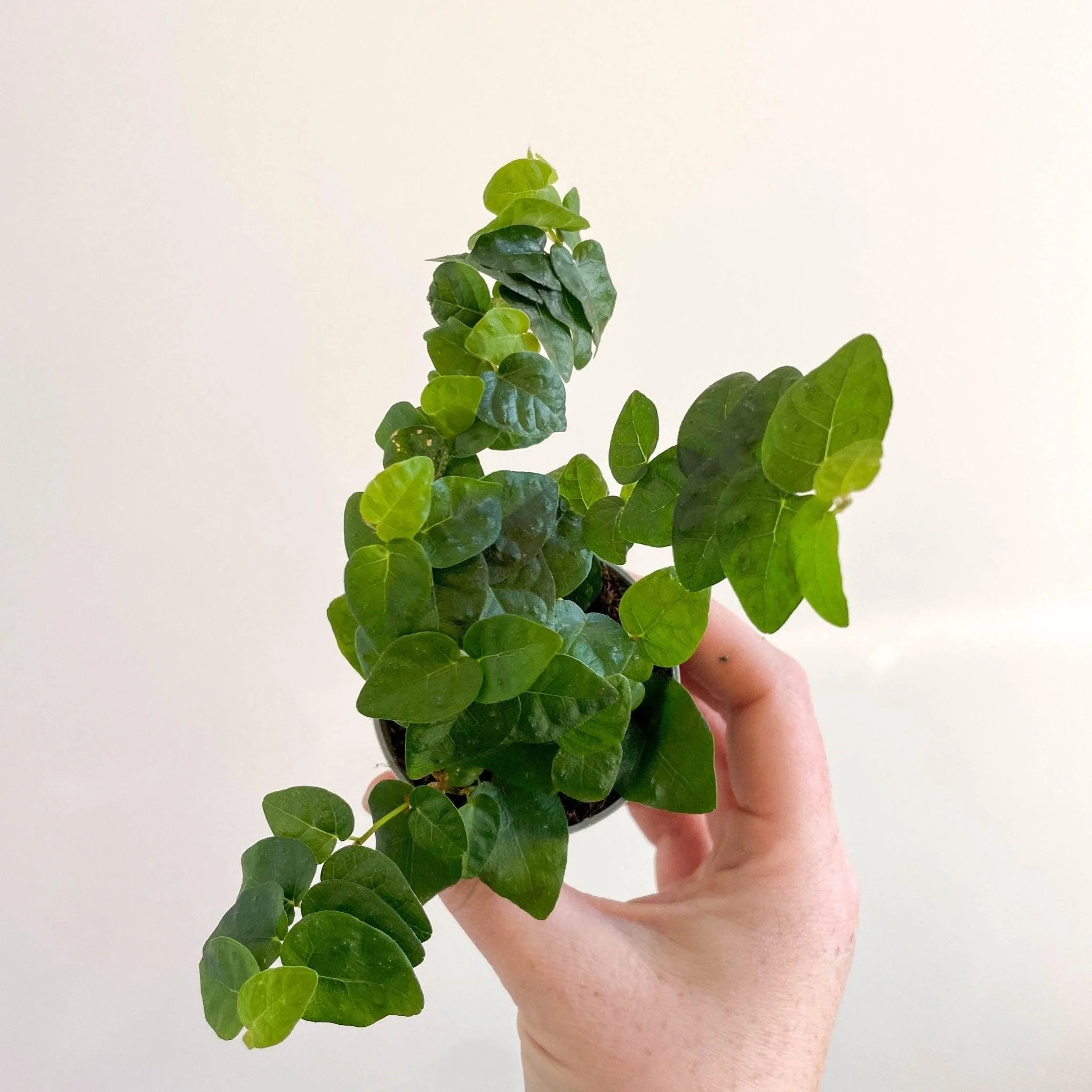 Ficus pumila 'Arina' - Creeping Fig - Image 4
