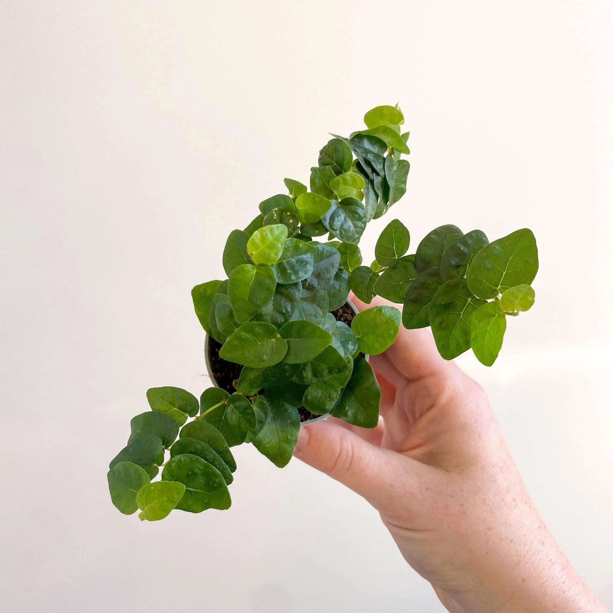 Ficus pumila 'Arina' - Creeping Fig - Image 5