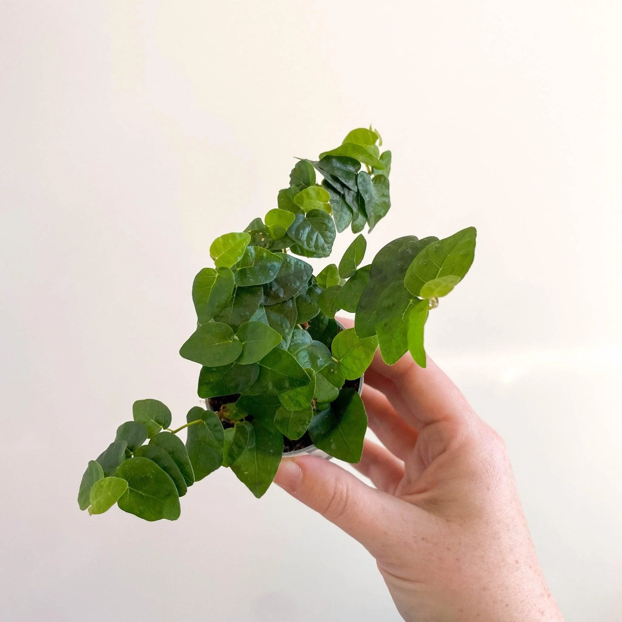 Ficus pumila 'Arina' - Creeping Fig - Image 6