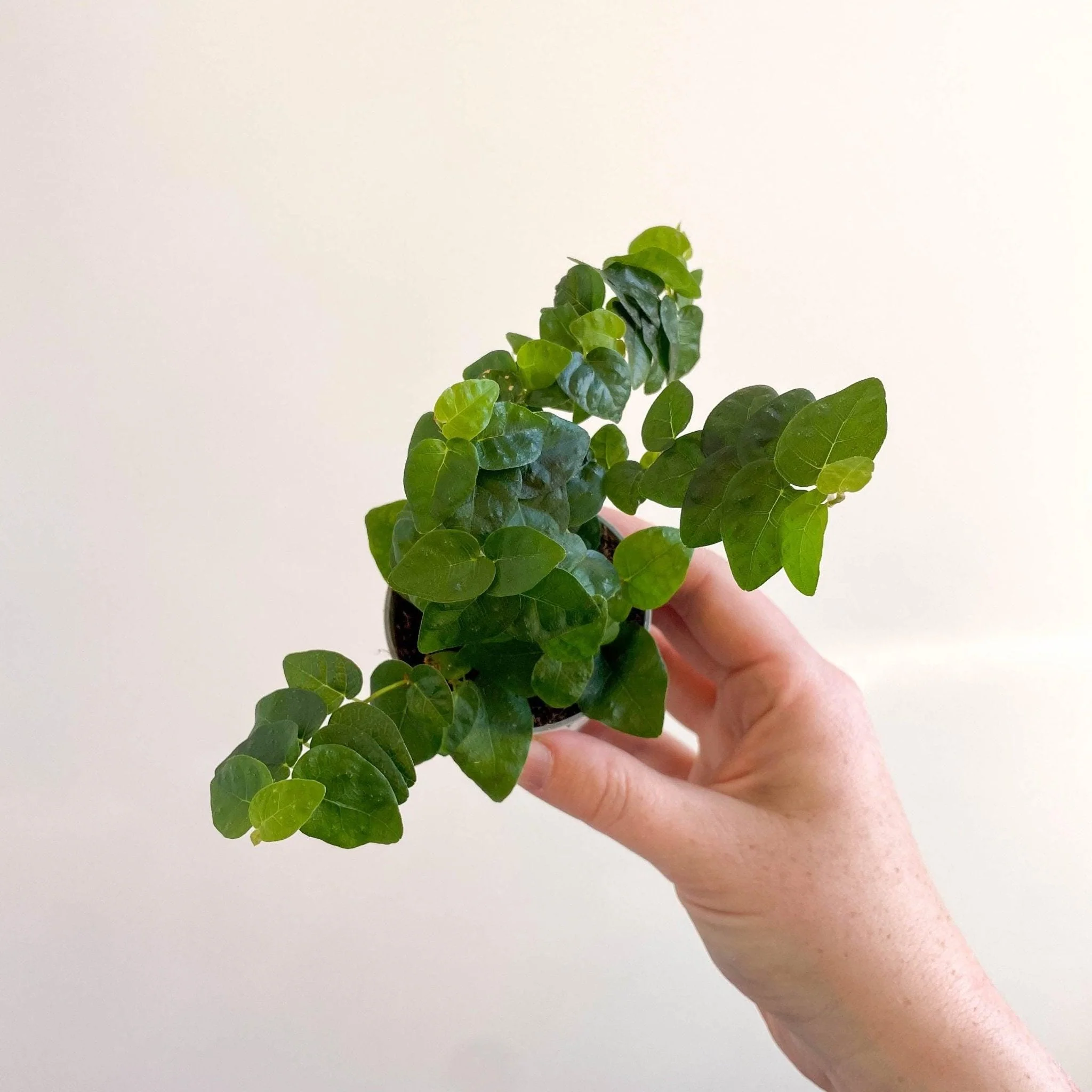 Ficus pumila 'Arina' - Creeping Fig - Image 7