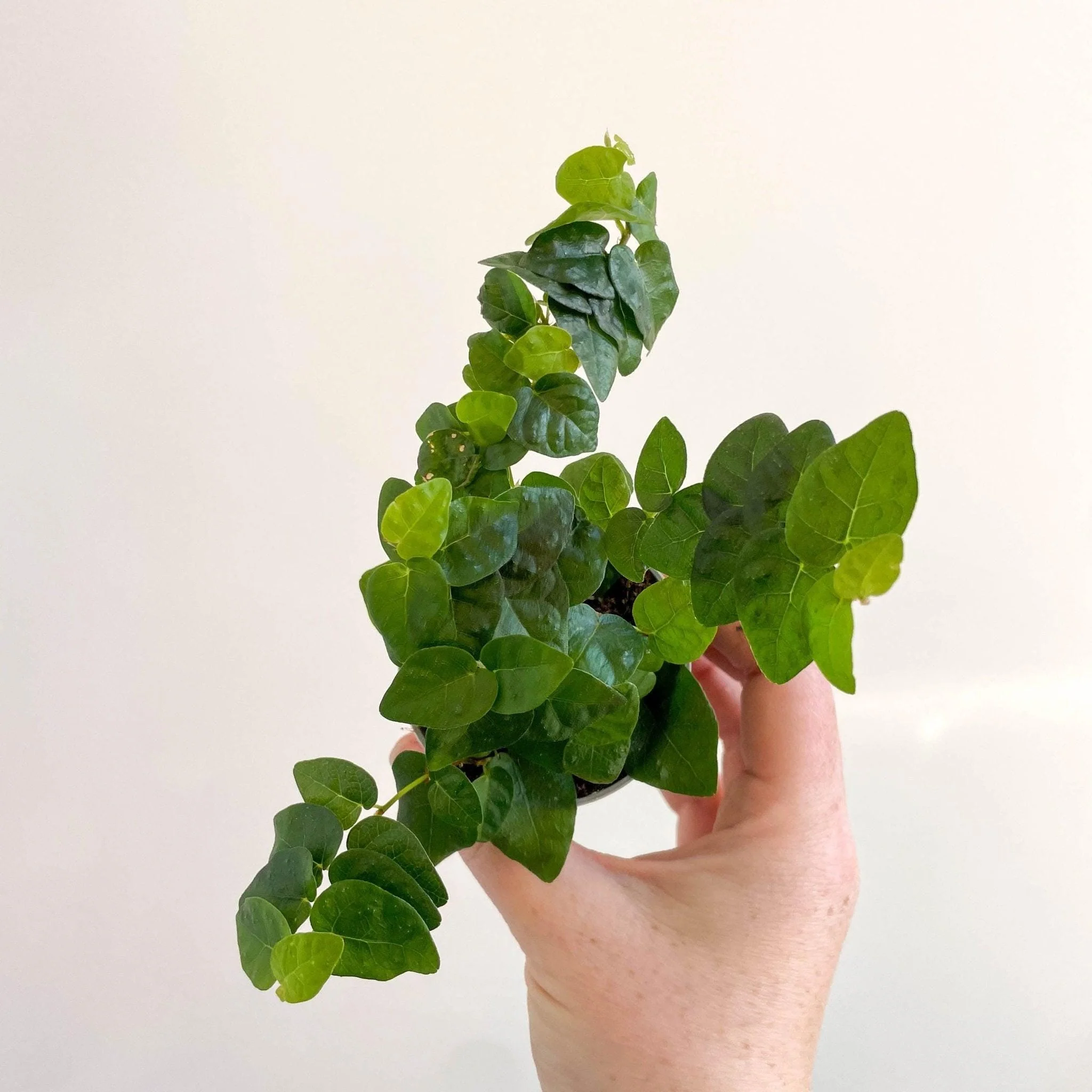 Ficus pumila 'Arina' - Creeping Fig - Image 8
