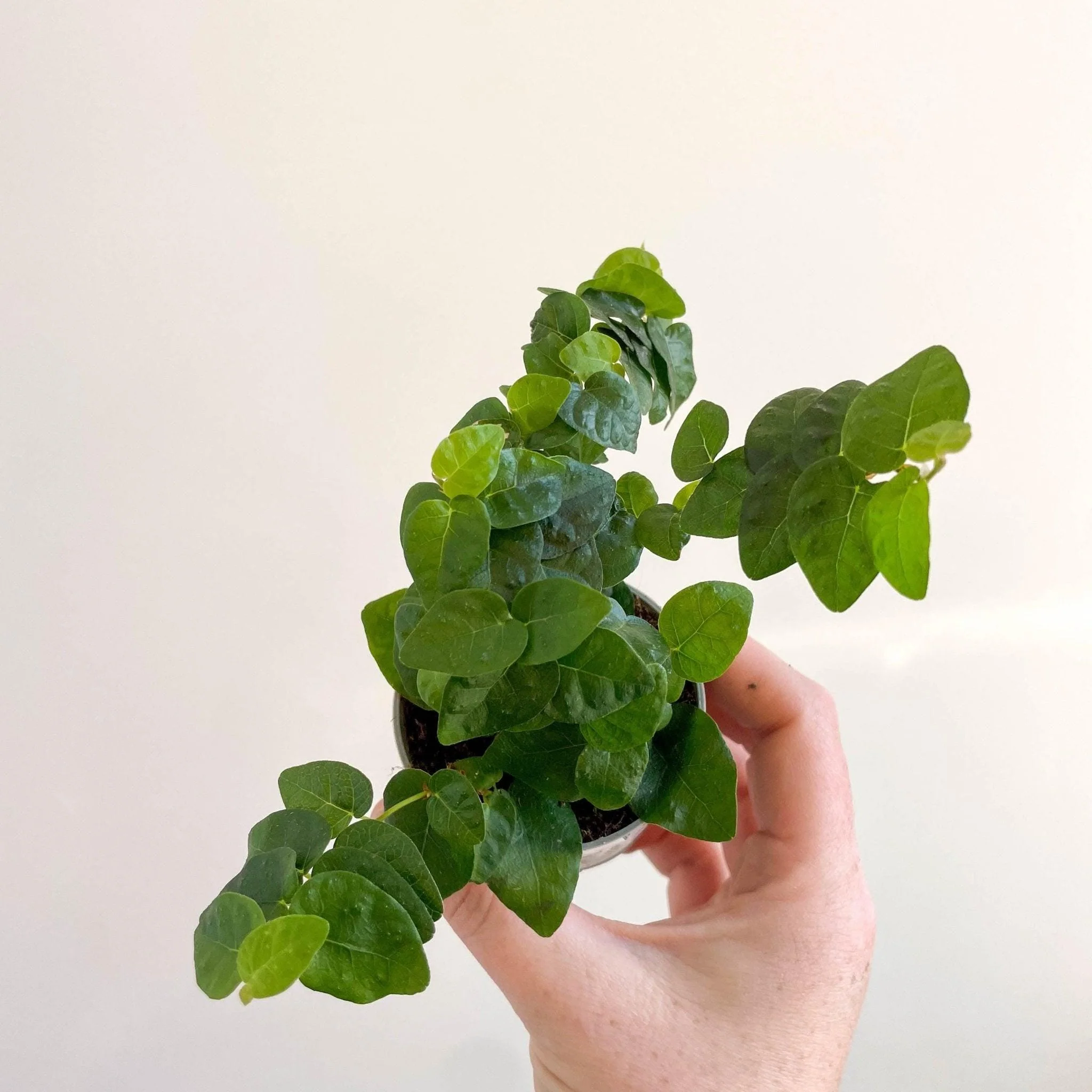 Ficus pumila 'Arina' - Creeping Fig - Image 9