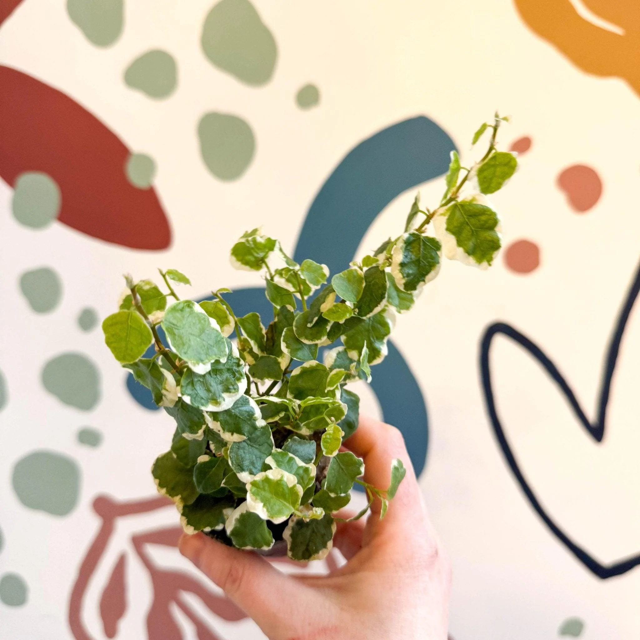 Ficus pumila 'Bellus' - Creeping Fig