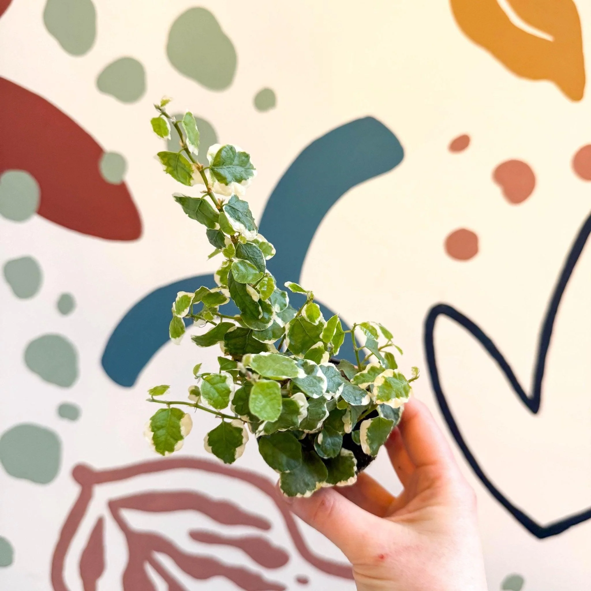 Ficus pumila 'Bellus' - Creeping Fig - Image 2