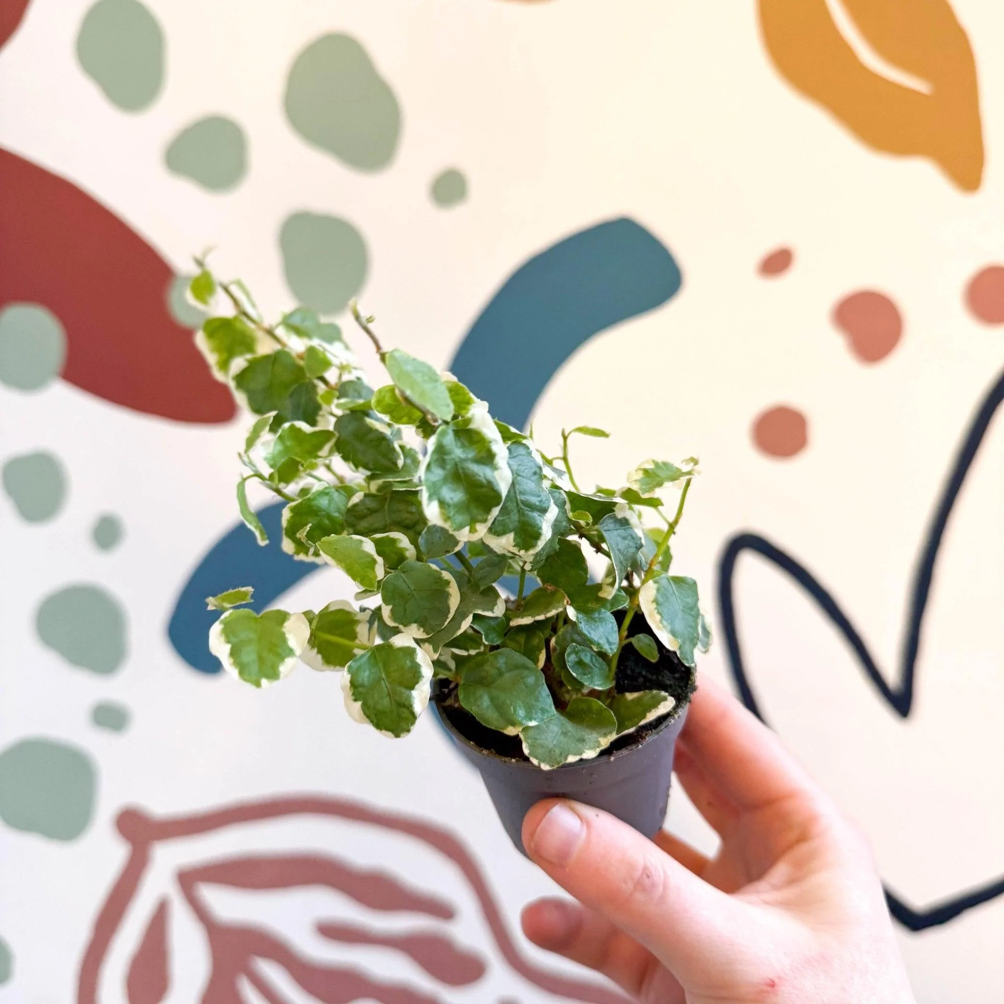 Ficus pumila 'Bellus' - Creeping Fig - Image 3