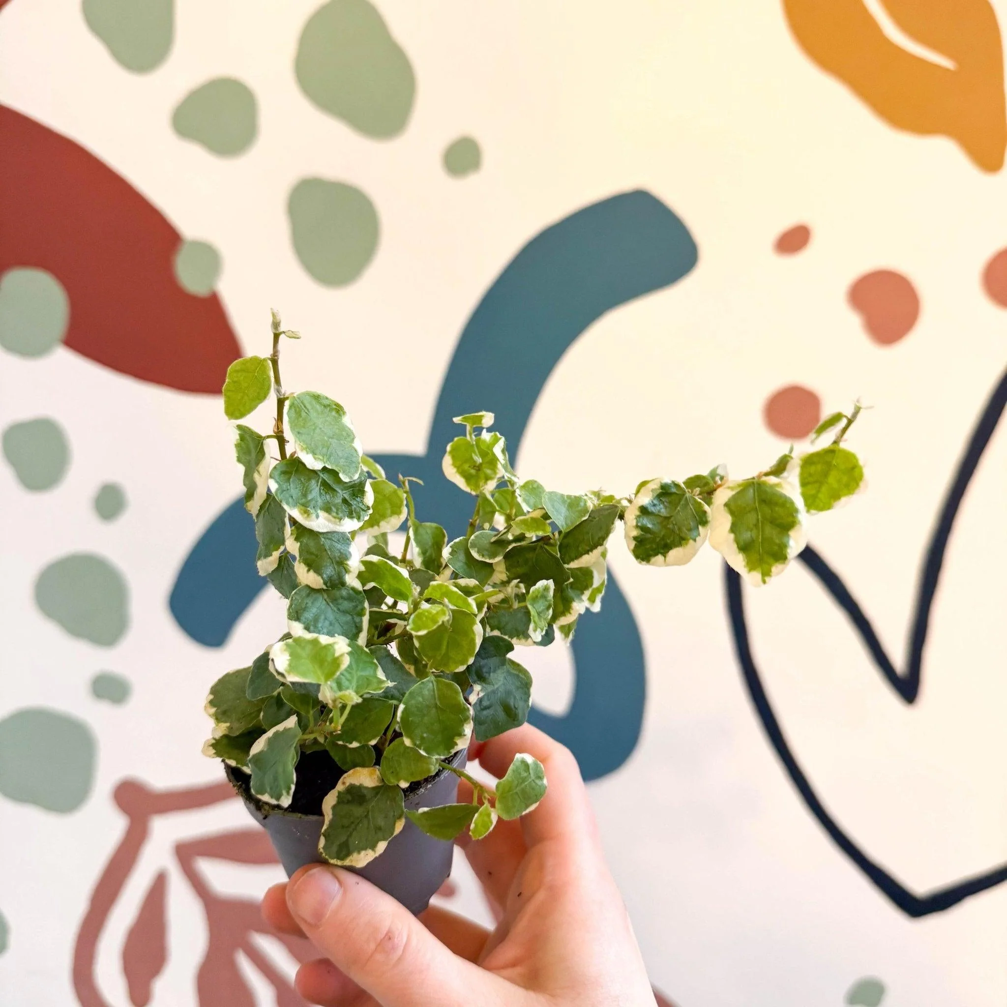 Ficus pumila 'Bellus' - Creeping Fig - Image 4