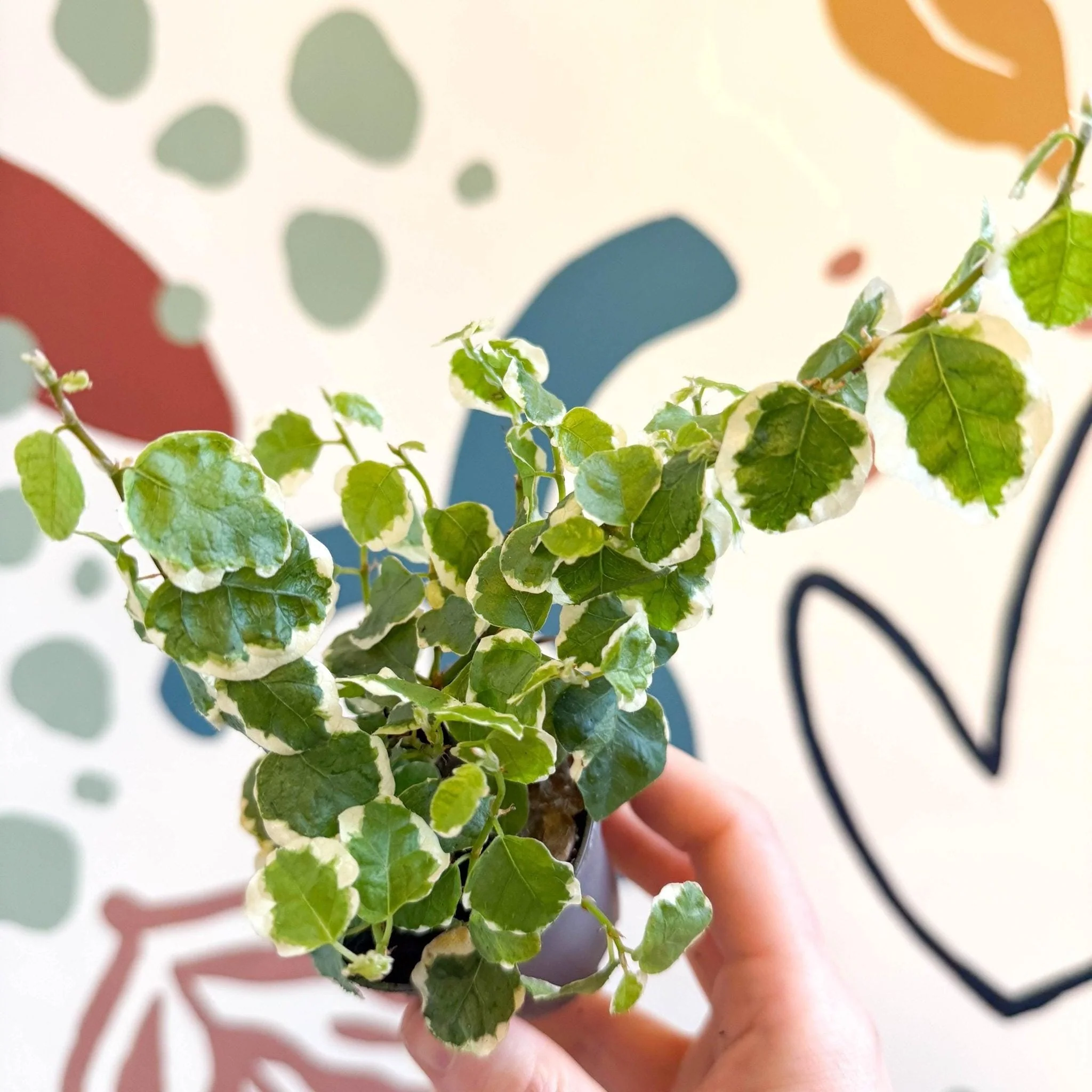 Ficus pumila 'Bellus' - Creeping Fig - Image 5
