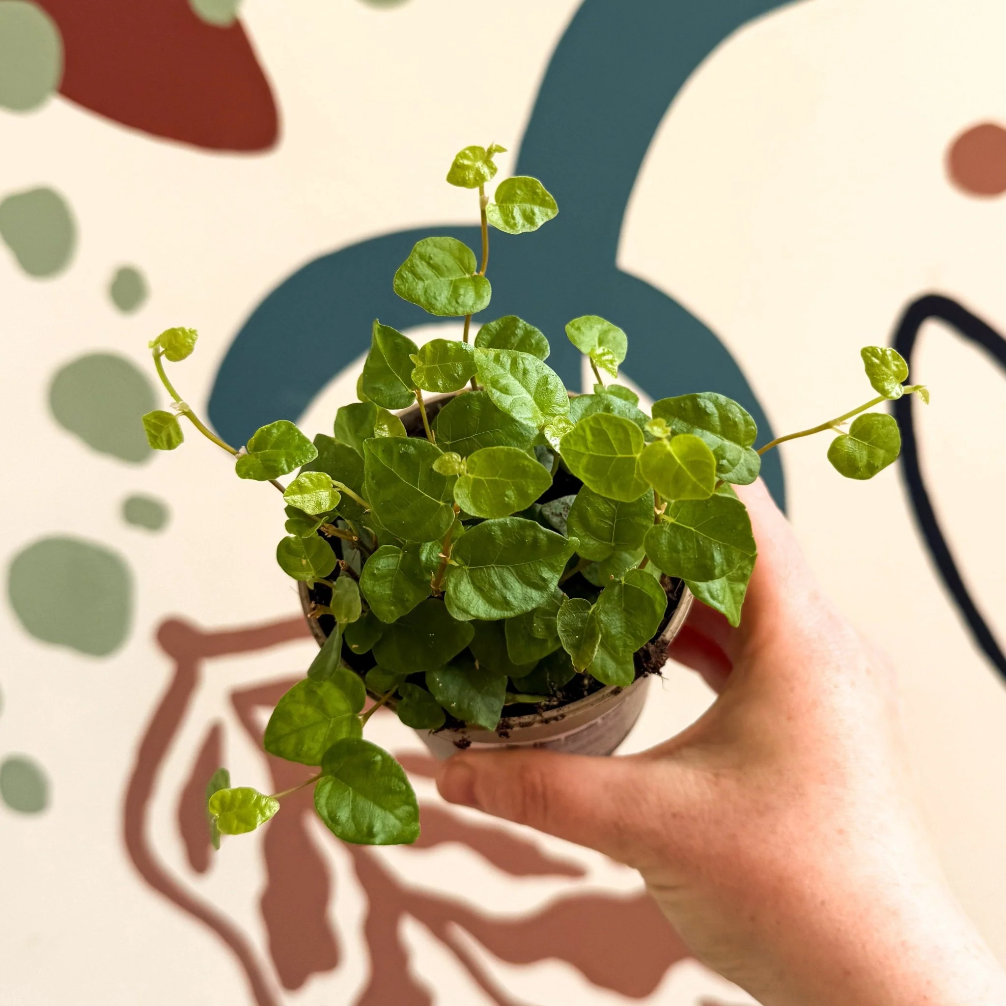 Ficus pumila 'Green Sunny' - Creeping Fig