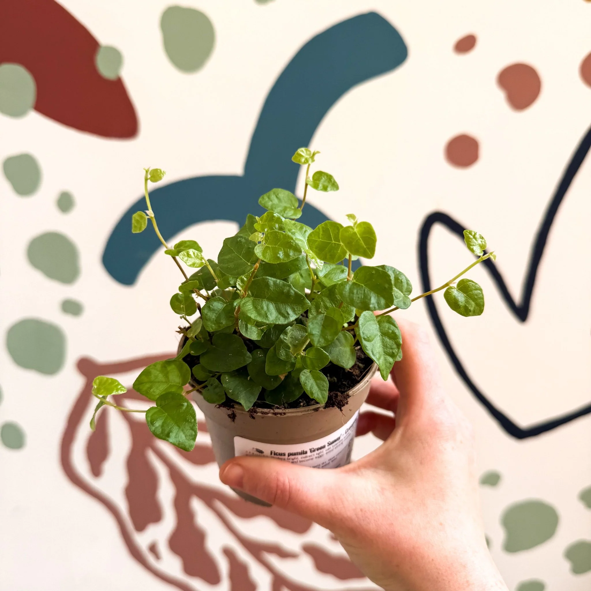 Ficus pumila 'Green Sunny' - Creeping Fig - Image 10