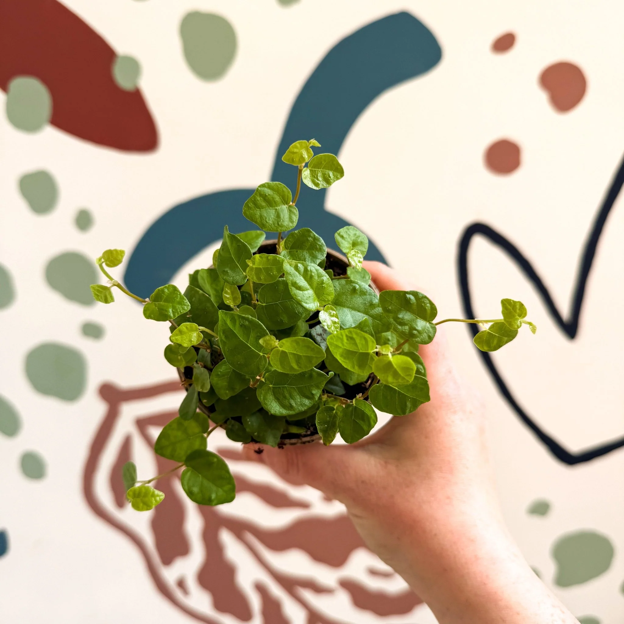 Ficus pumila 'Green Sunny' - Creeping Fig - Image 2