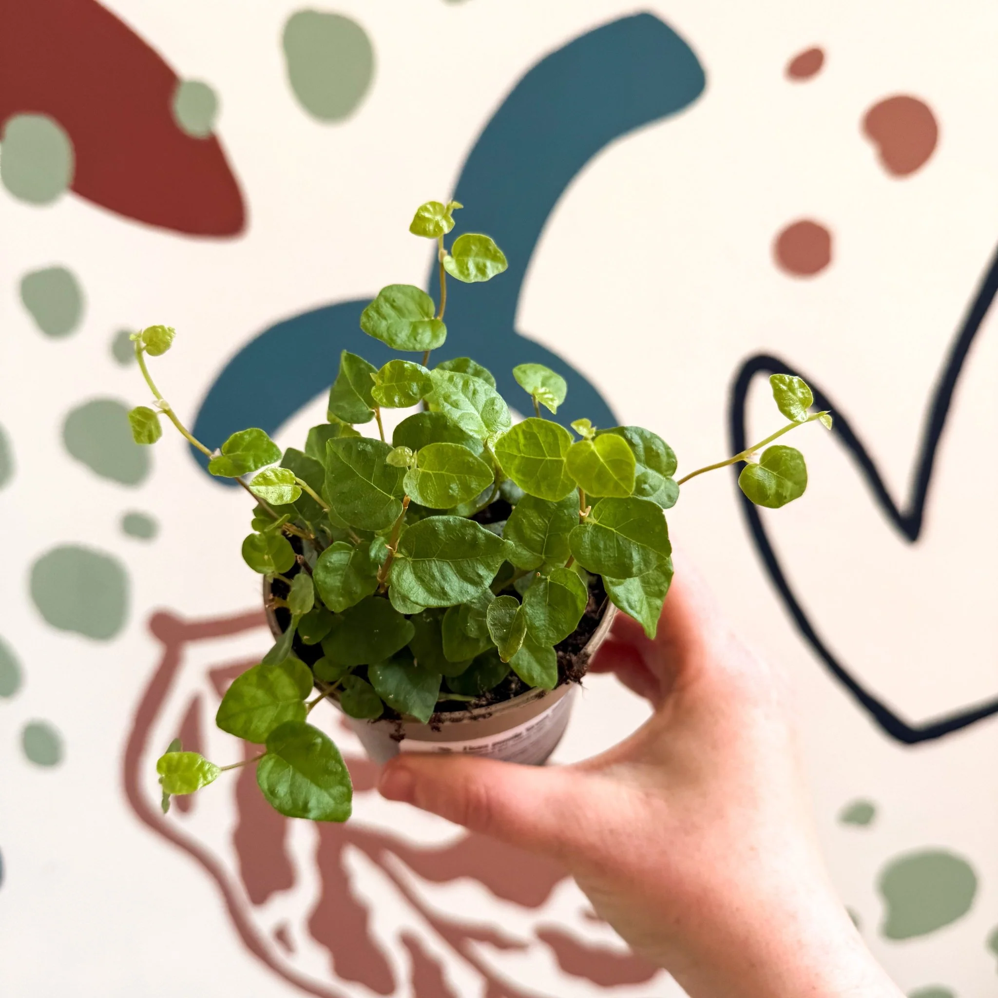 Ficus pumila 'Green Sunny' - Creeping Fig - Image 3