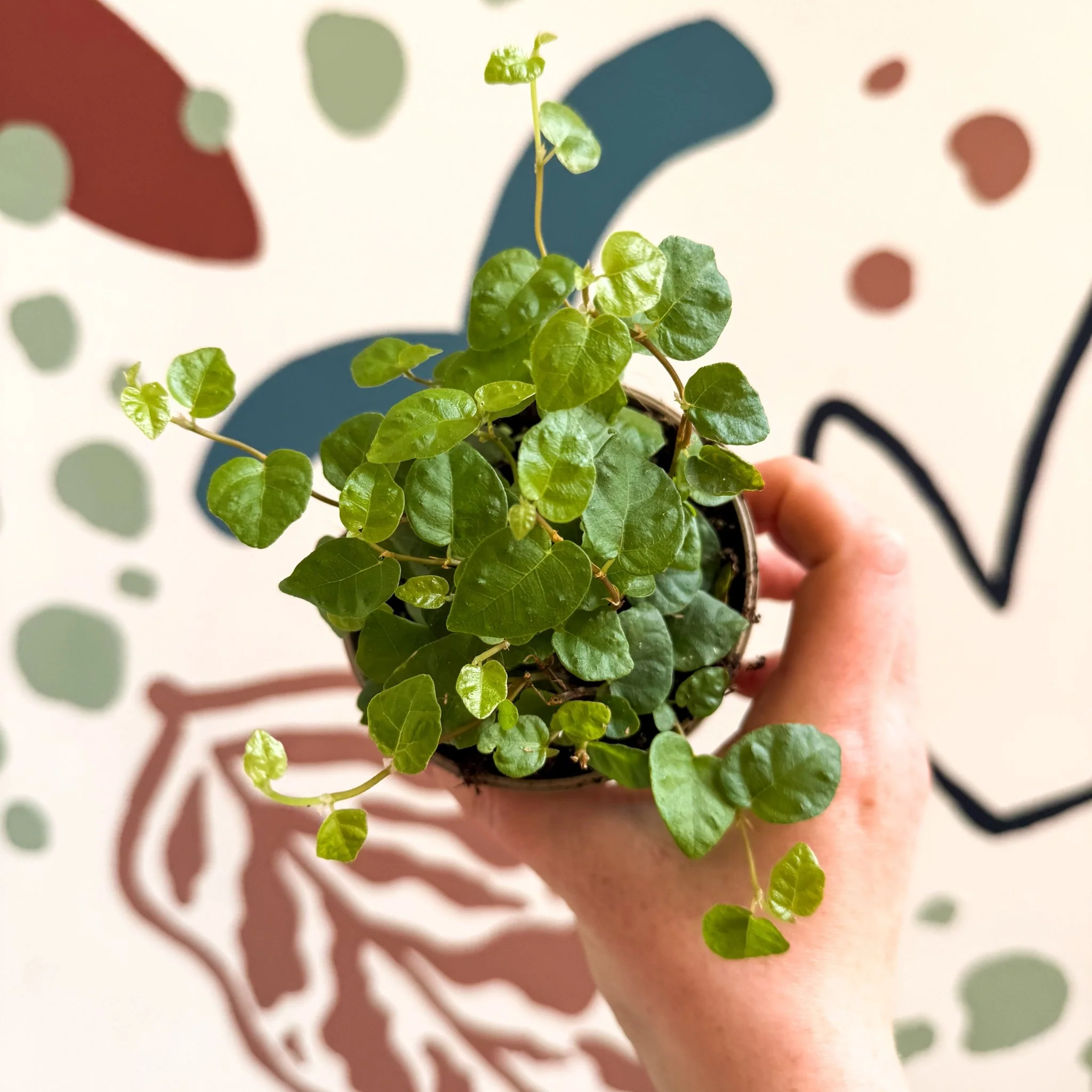 Ficus pumila 'Green Sunny' - Creeping Fig - Image 4
