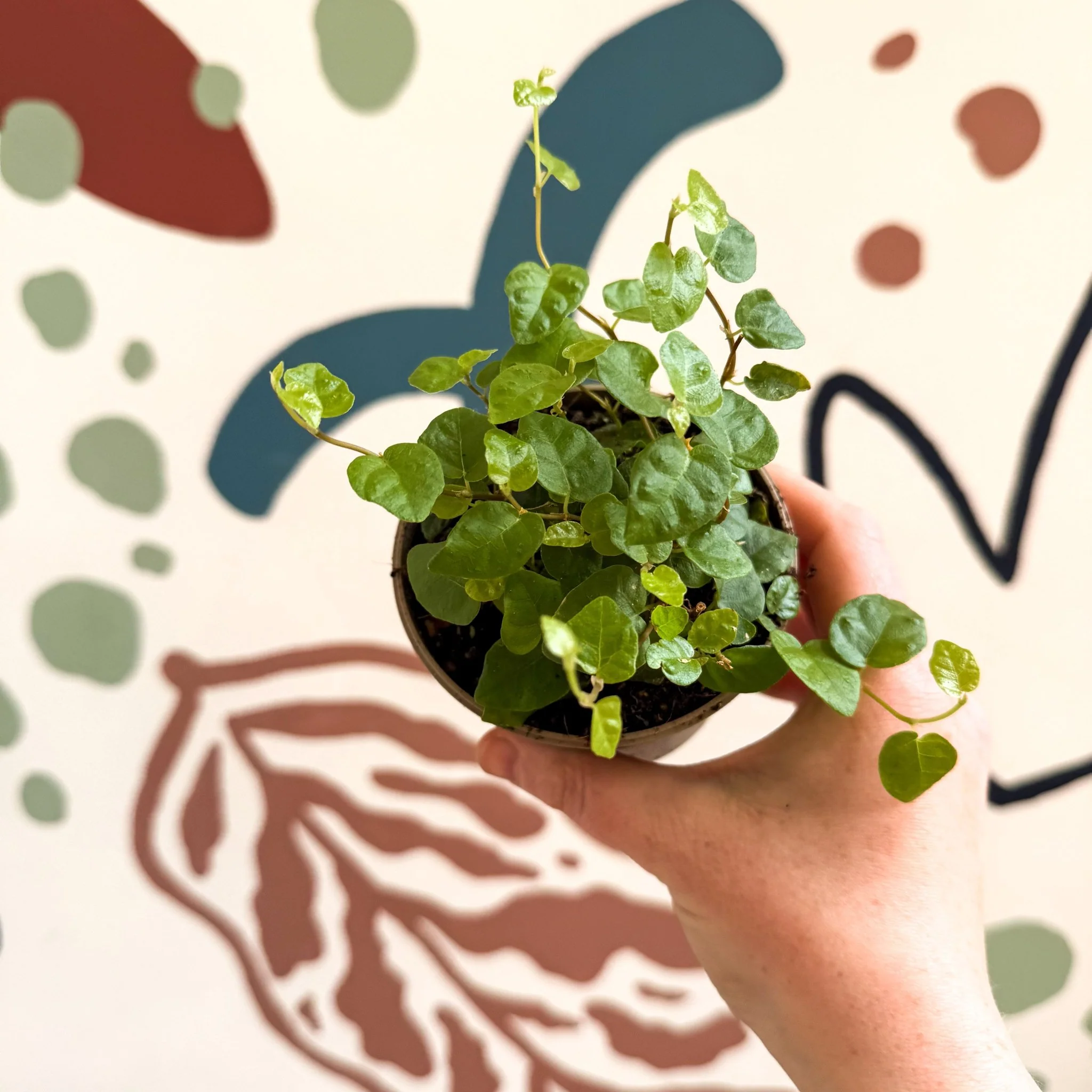 Ficus pumila 'Green Sunny' - Creeping Fig - Image 5