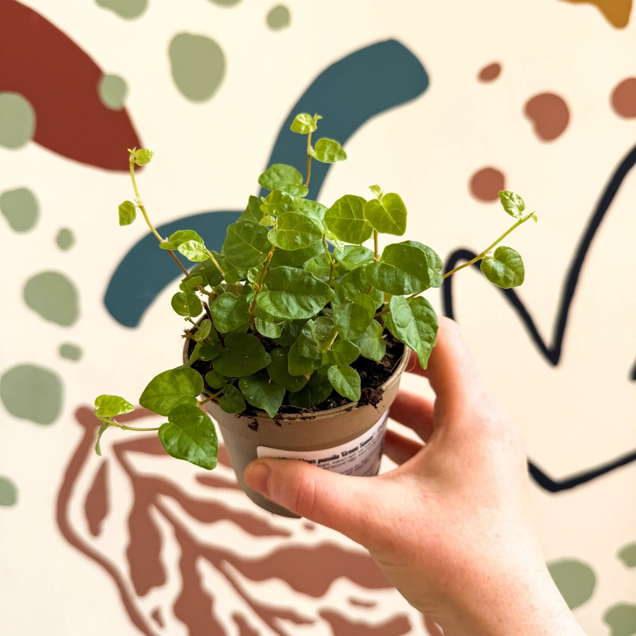 Ficus pumila 'Green Sunny' - Creeping Fig - Image 6