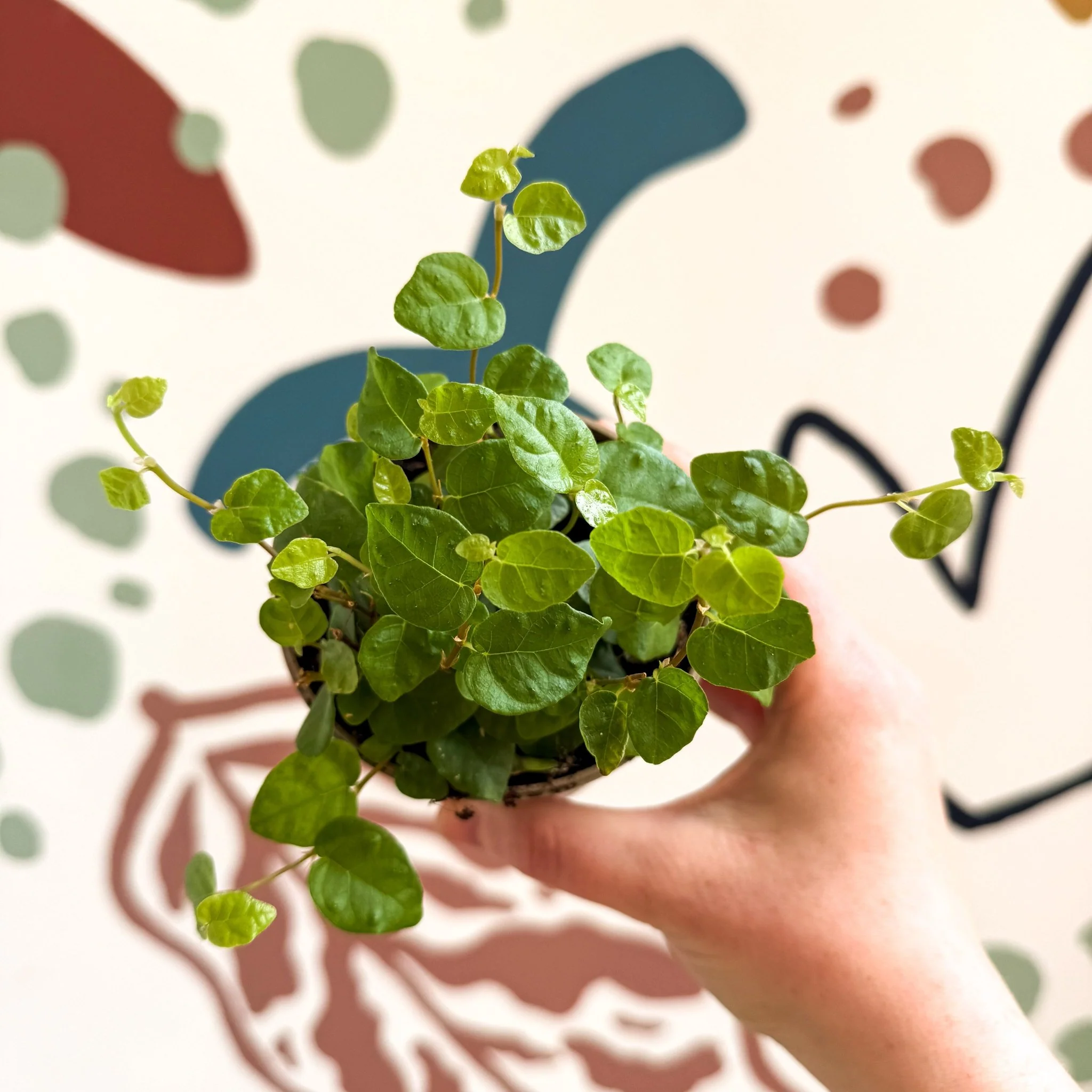 Ficus pumila 'Green Sunny' - Creeping Fig - Image 7