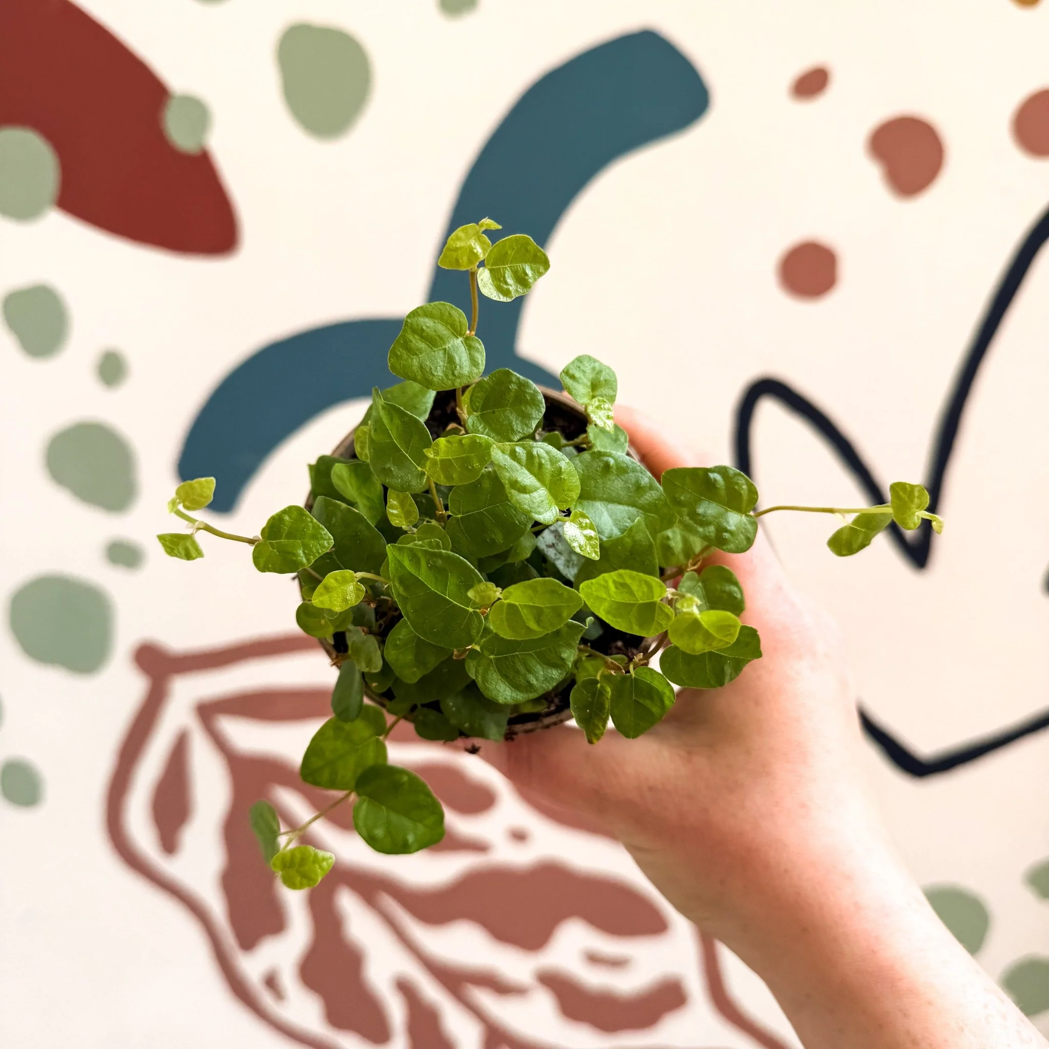 Ficus pumila 'Green Sunny' - Creeping Fig - Image 8