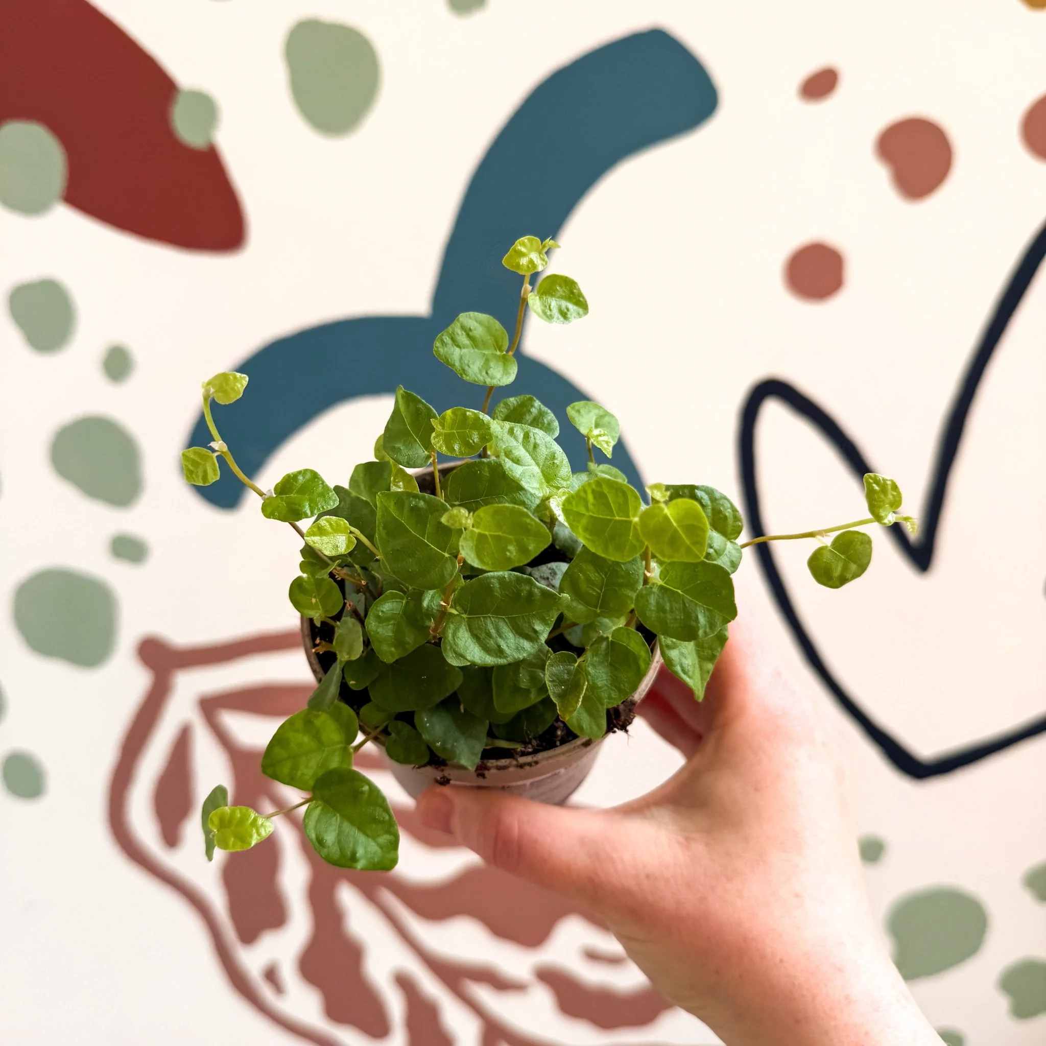 Ficus pumila 'Green Sunny' - Creeping Fig - Image 9