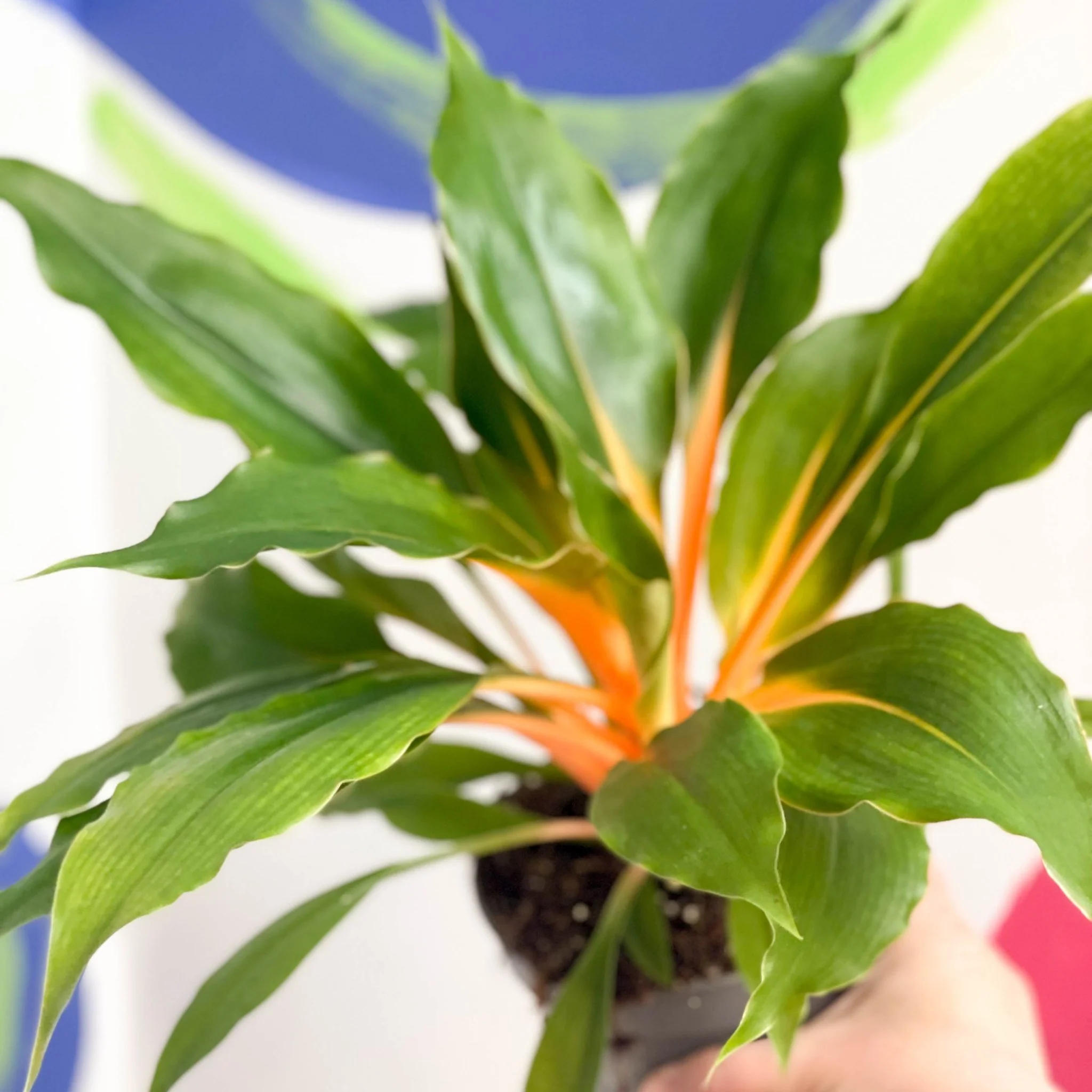 Chlorophytum orchidastrum – Fire Flash / Orange Spider Plant - Image 3