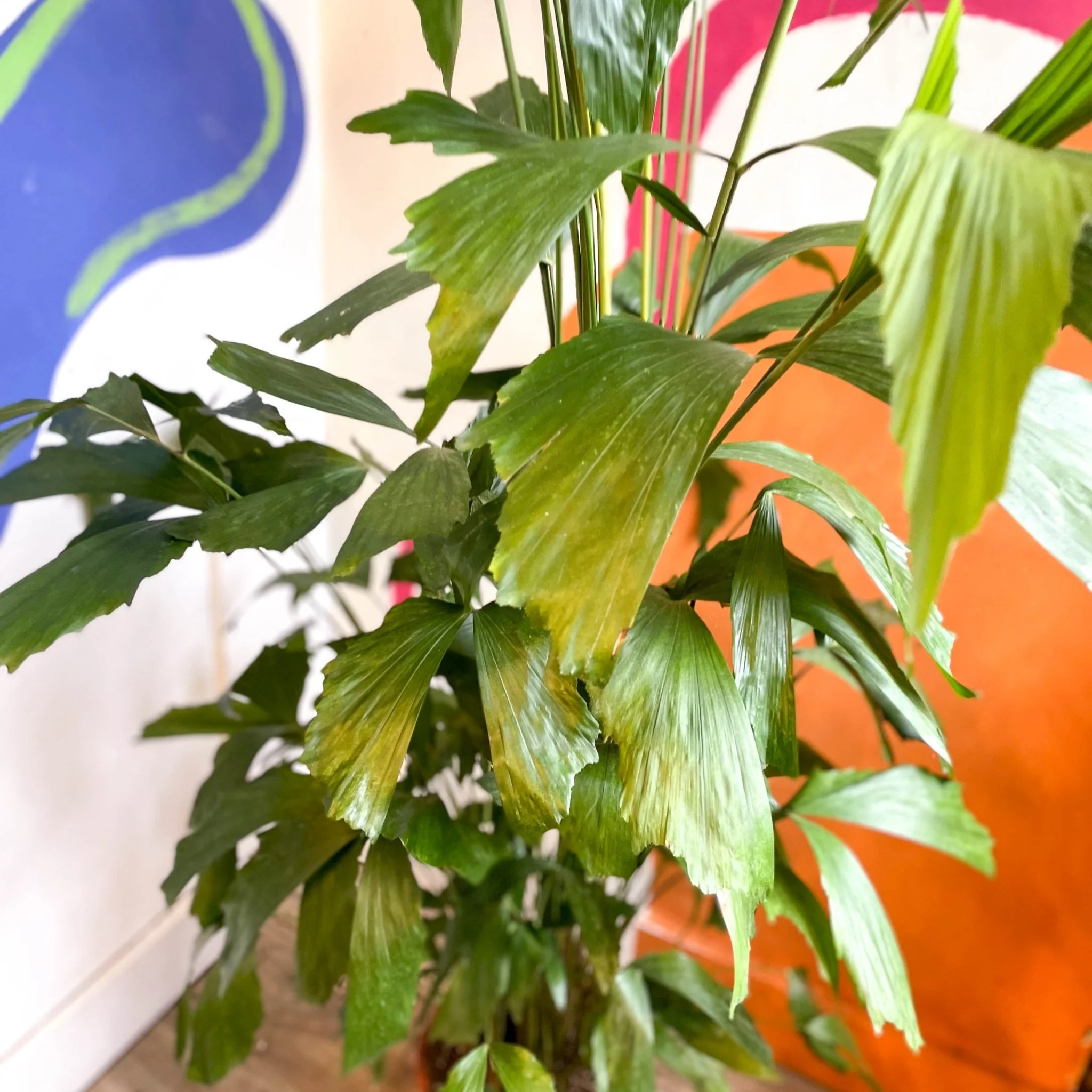 Caryota mitis - Fishtail Palm - Image 11