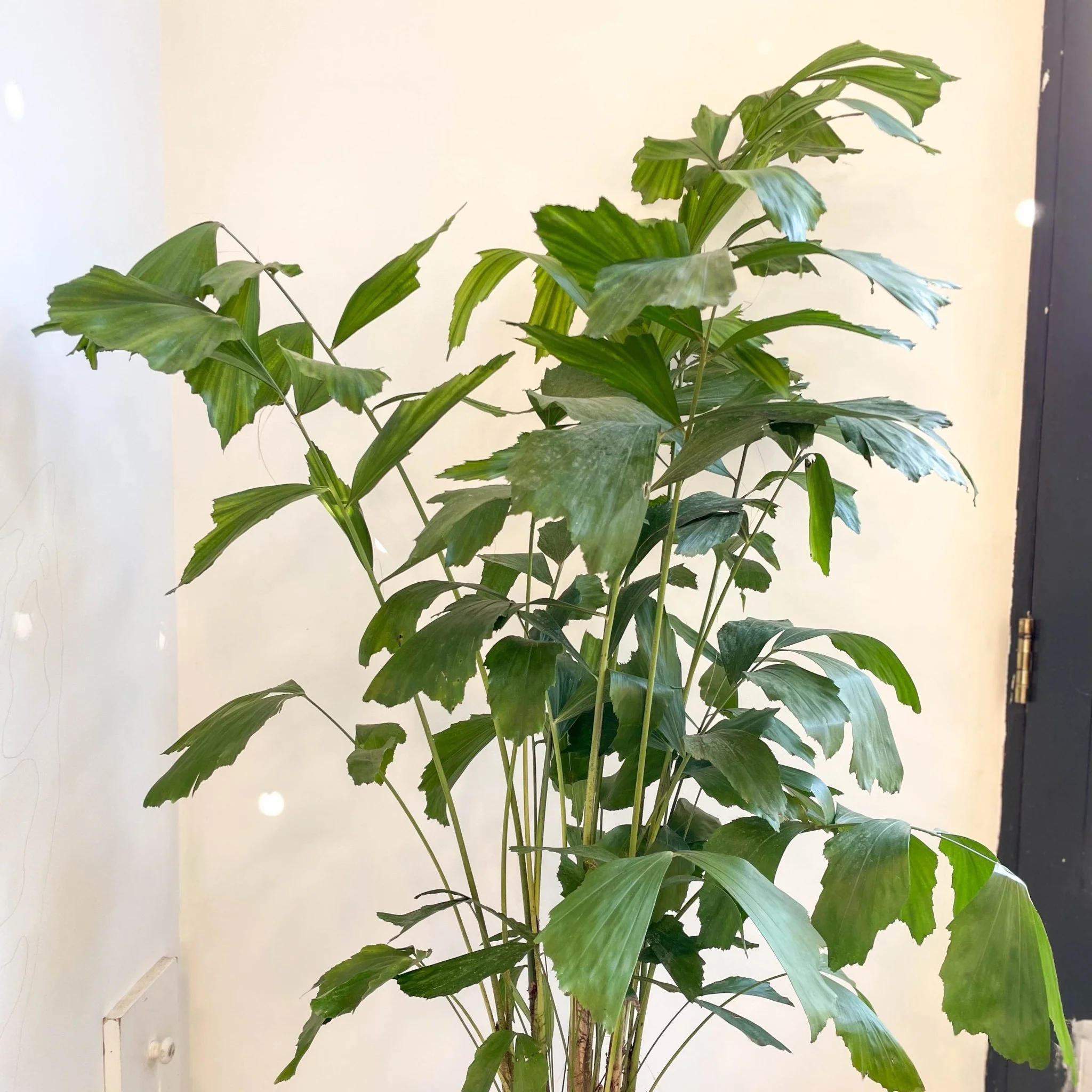 Caryota mitis - Fishtail Palm - Image 13