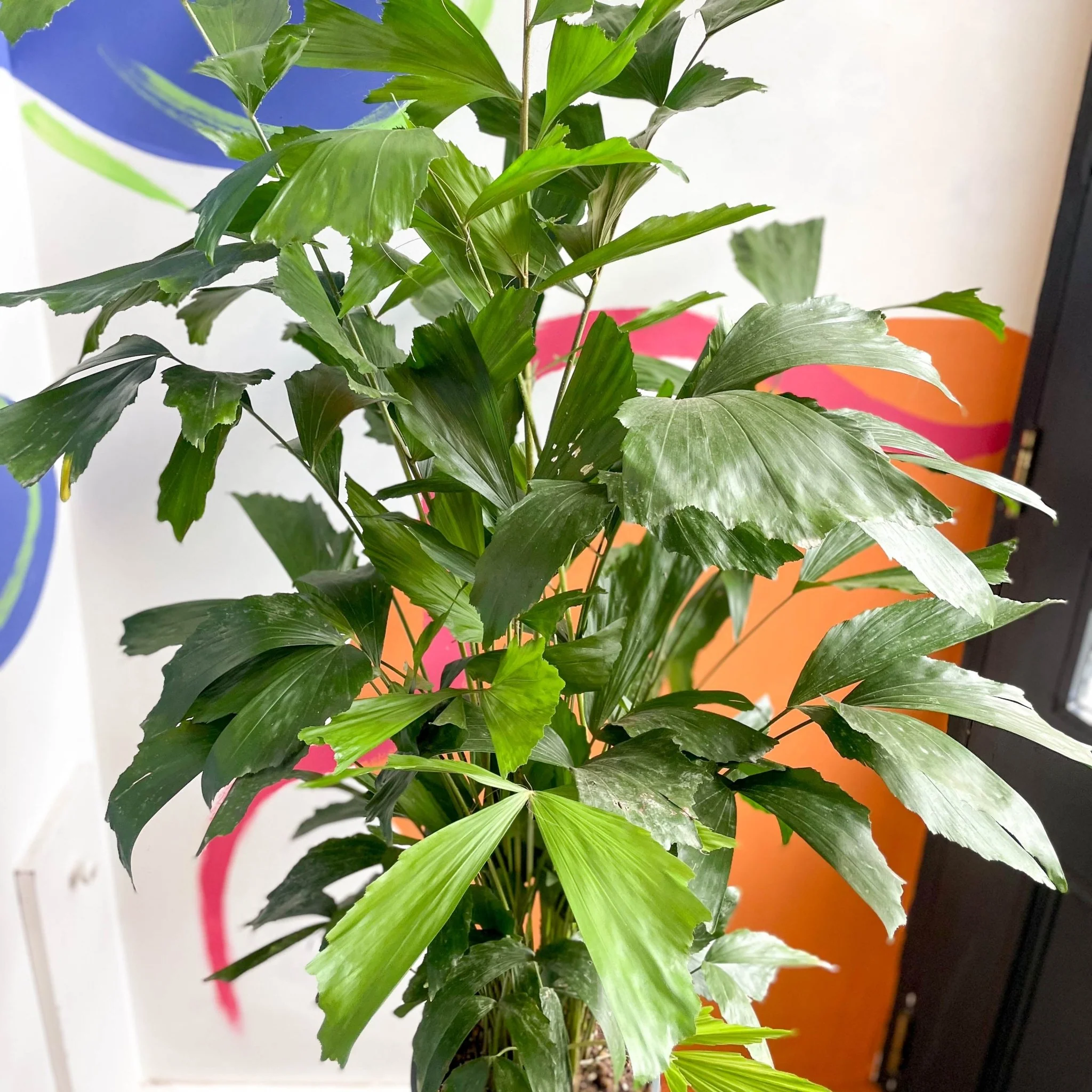Caryota mitis - Fishtail Palm - Image 2