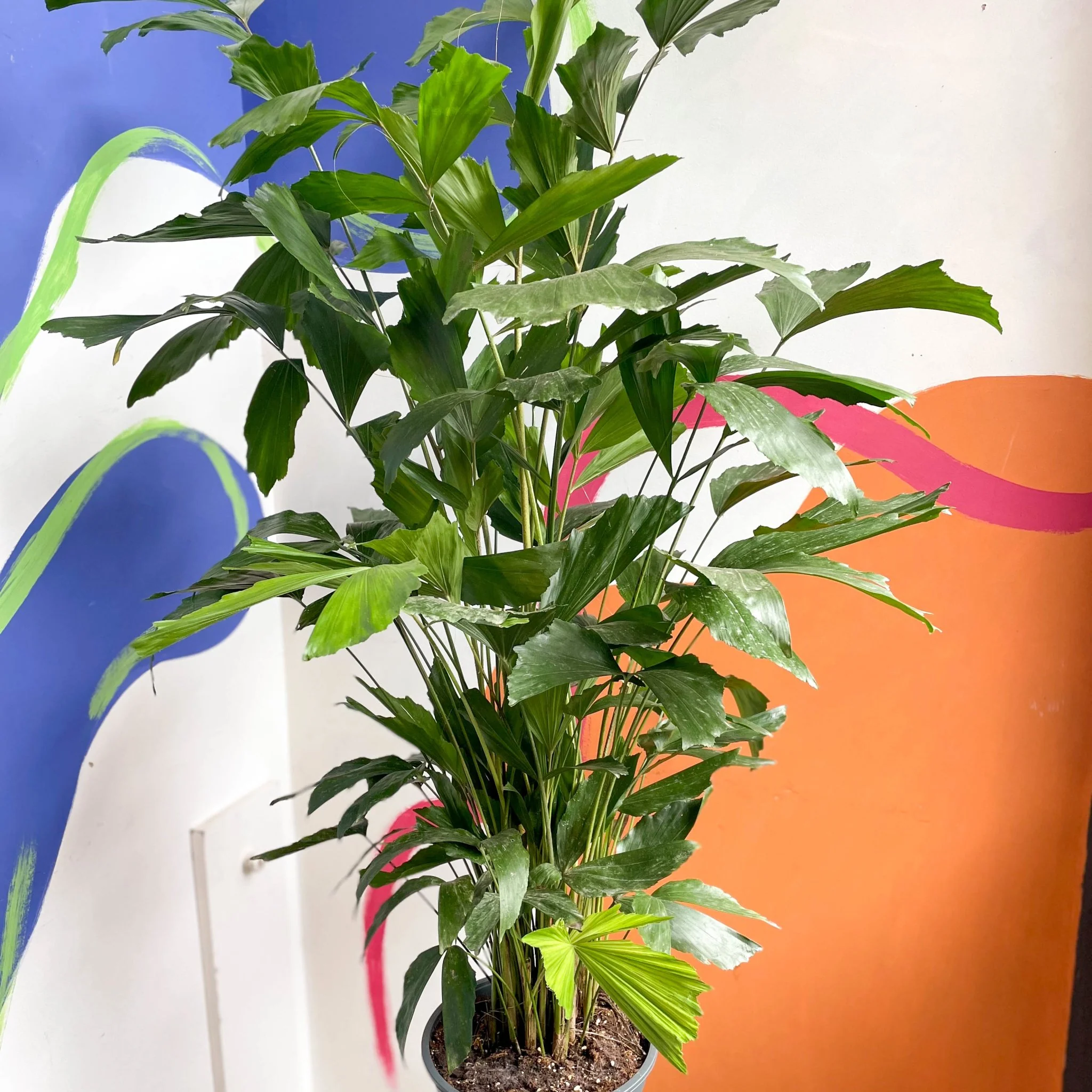 Caryota mitis - Fishtail Palm - Image 3
