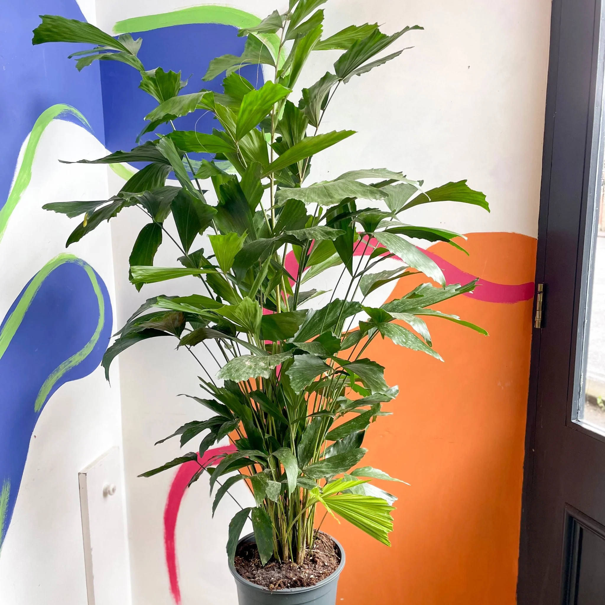 Caryota mitis - Fishtail Palm - Image 4