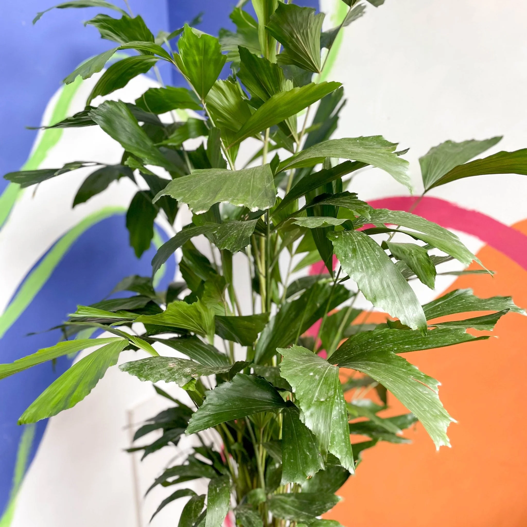 Caryota mitis - Fishtail Palm - Image 5
