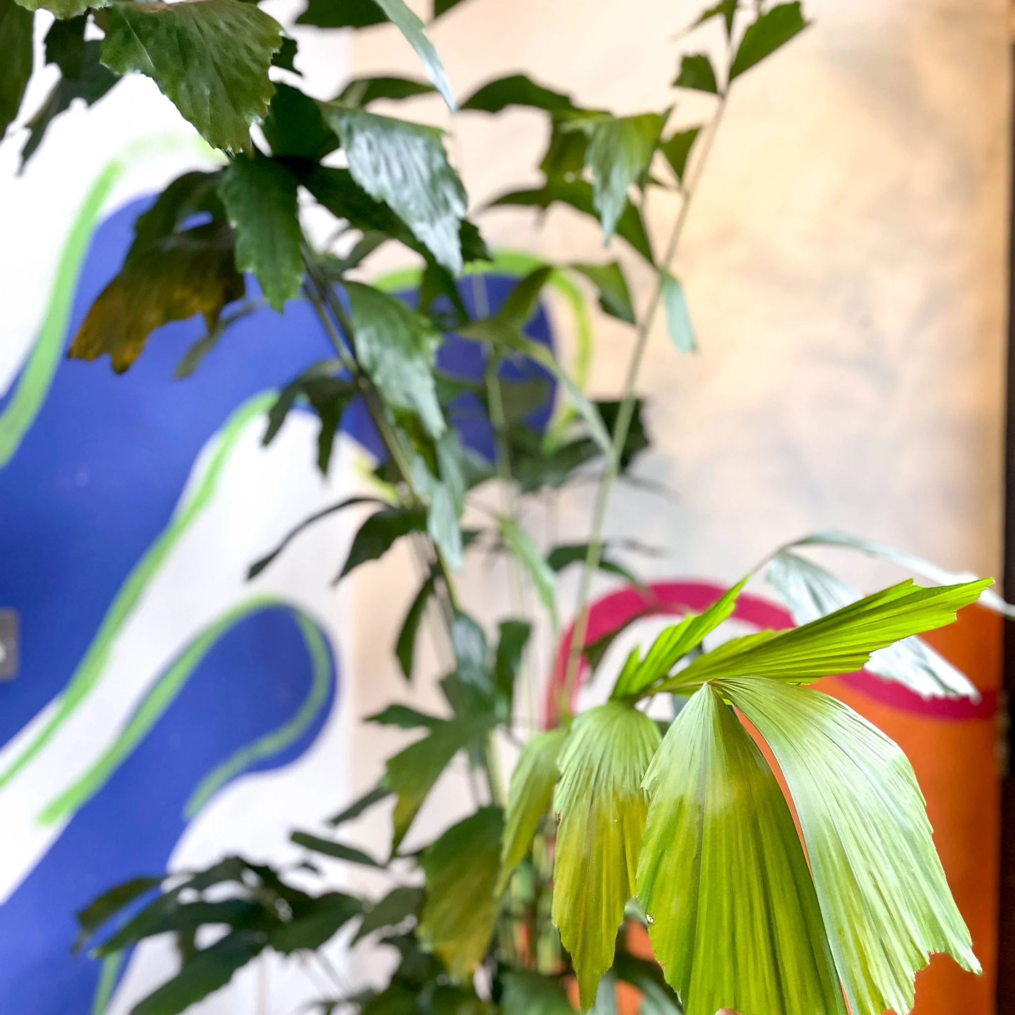 Caryota mitis - Fishtail Palm - Image 6