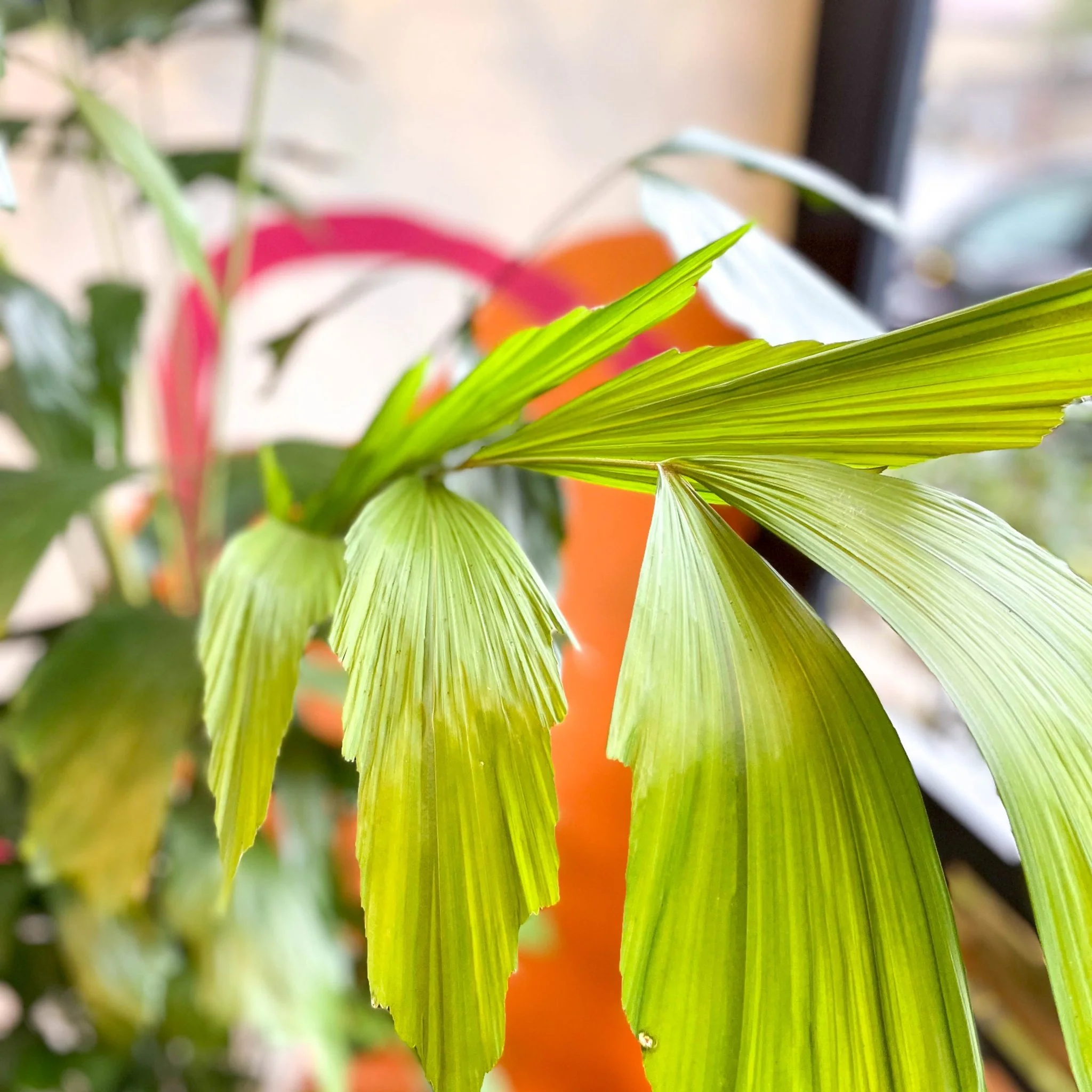 Caryota mitis - Fishtail Palm - Image 9