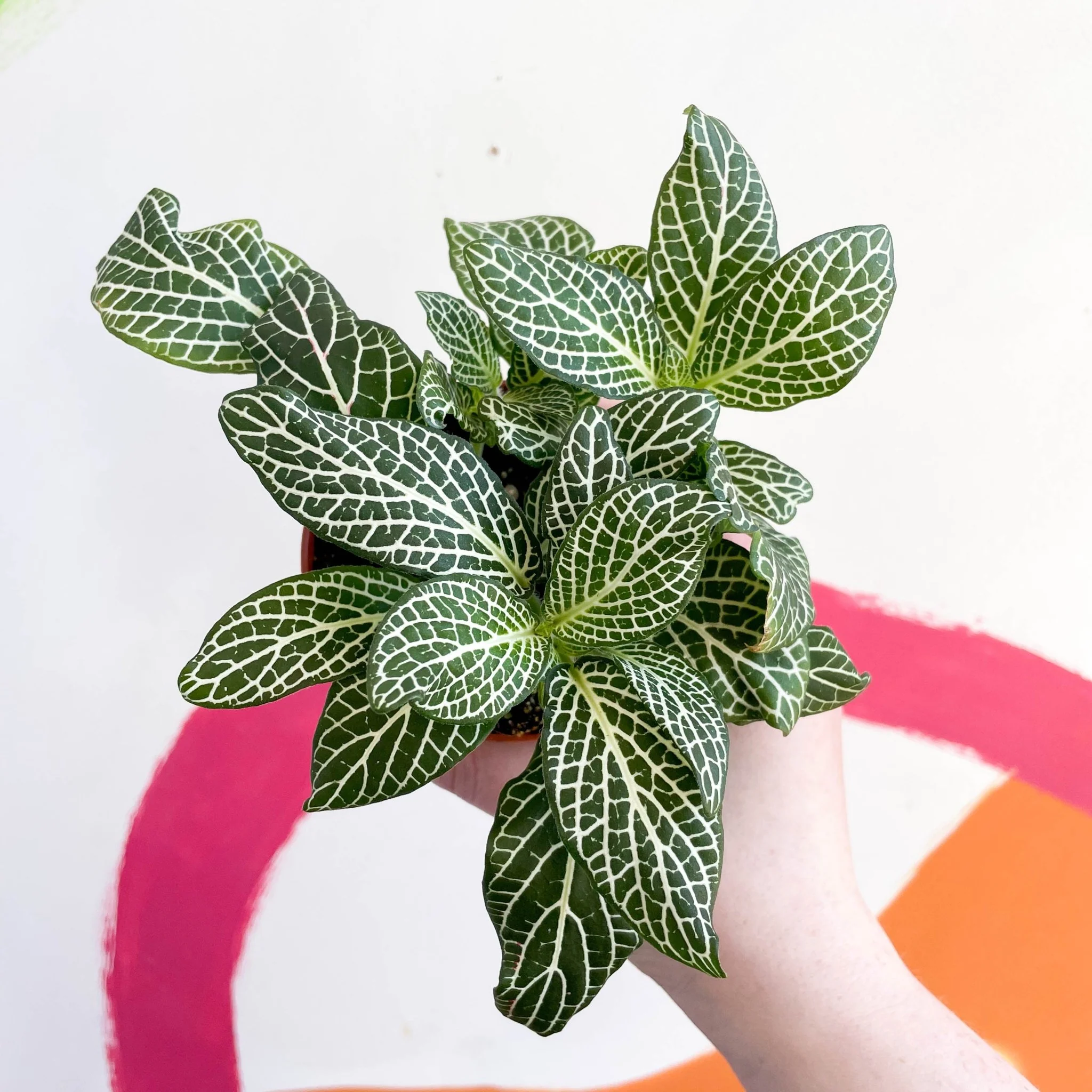 Fittonia argyroneura ‘Marble Green’