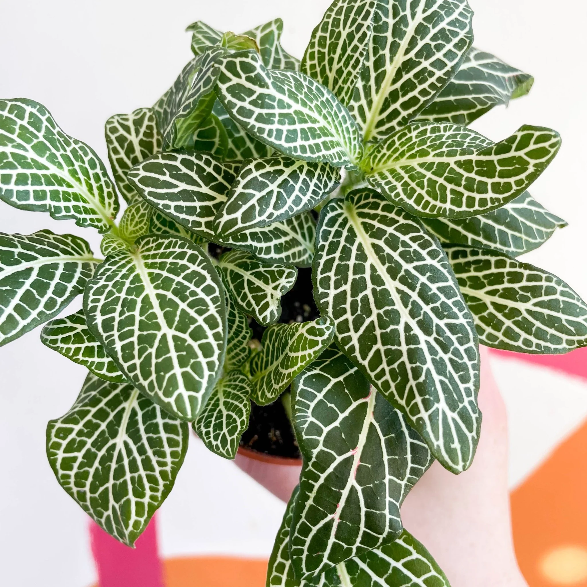 Fittonia argyroneura ‘Marble Green’ - Image 2