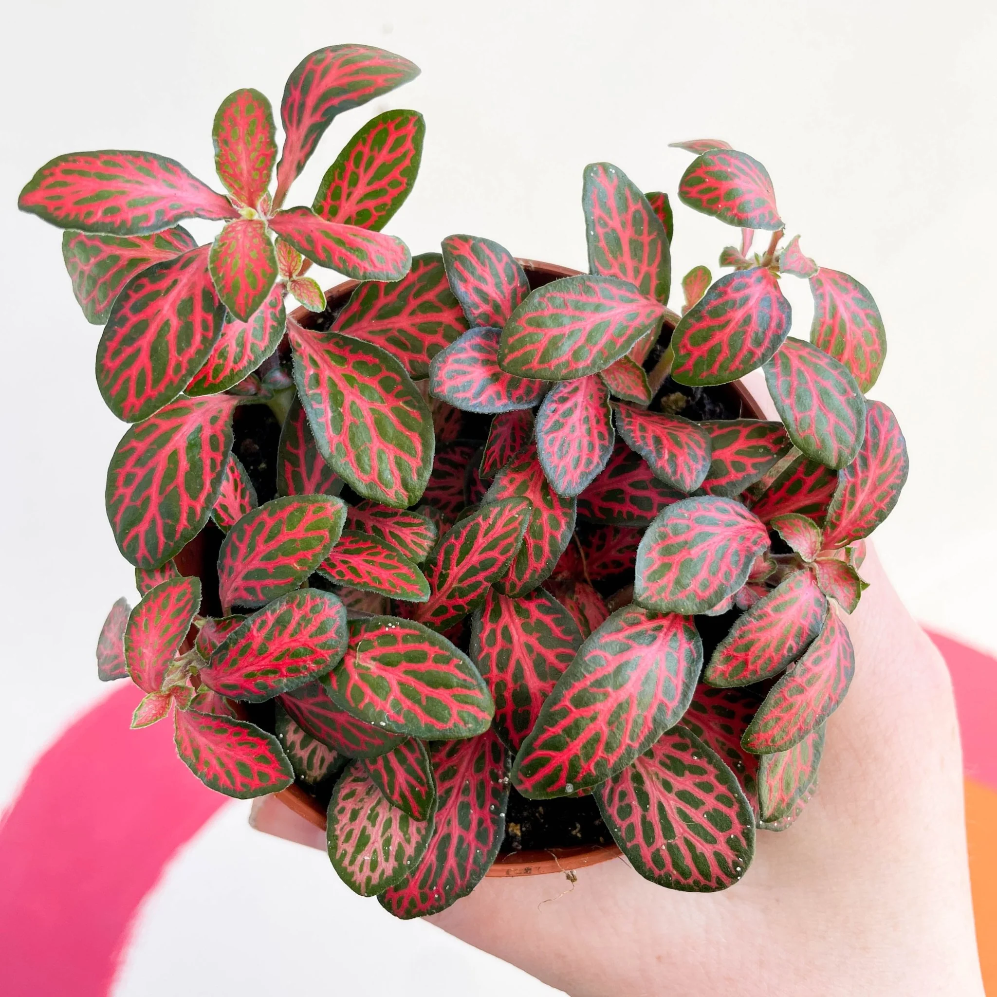 Fittonia verschaffeltii 'Mini Red Vein'