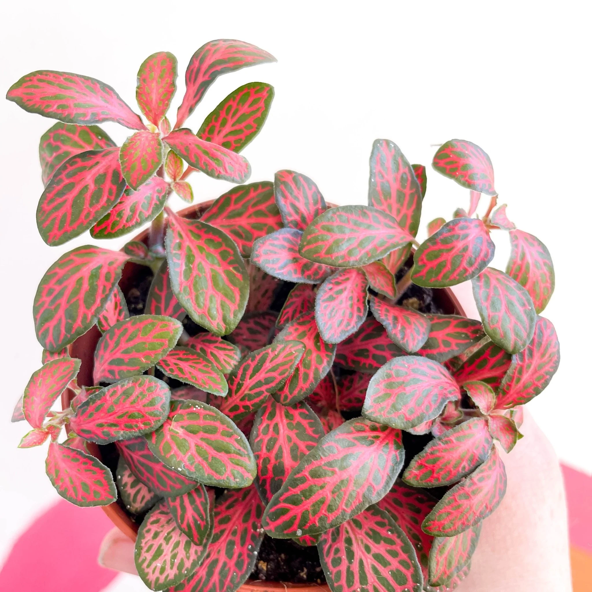 Fittonia verschaffeltii 'Mini Red Vein' - Image 2