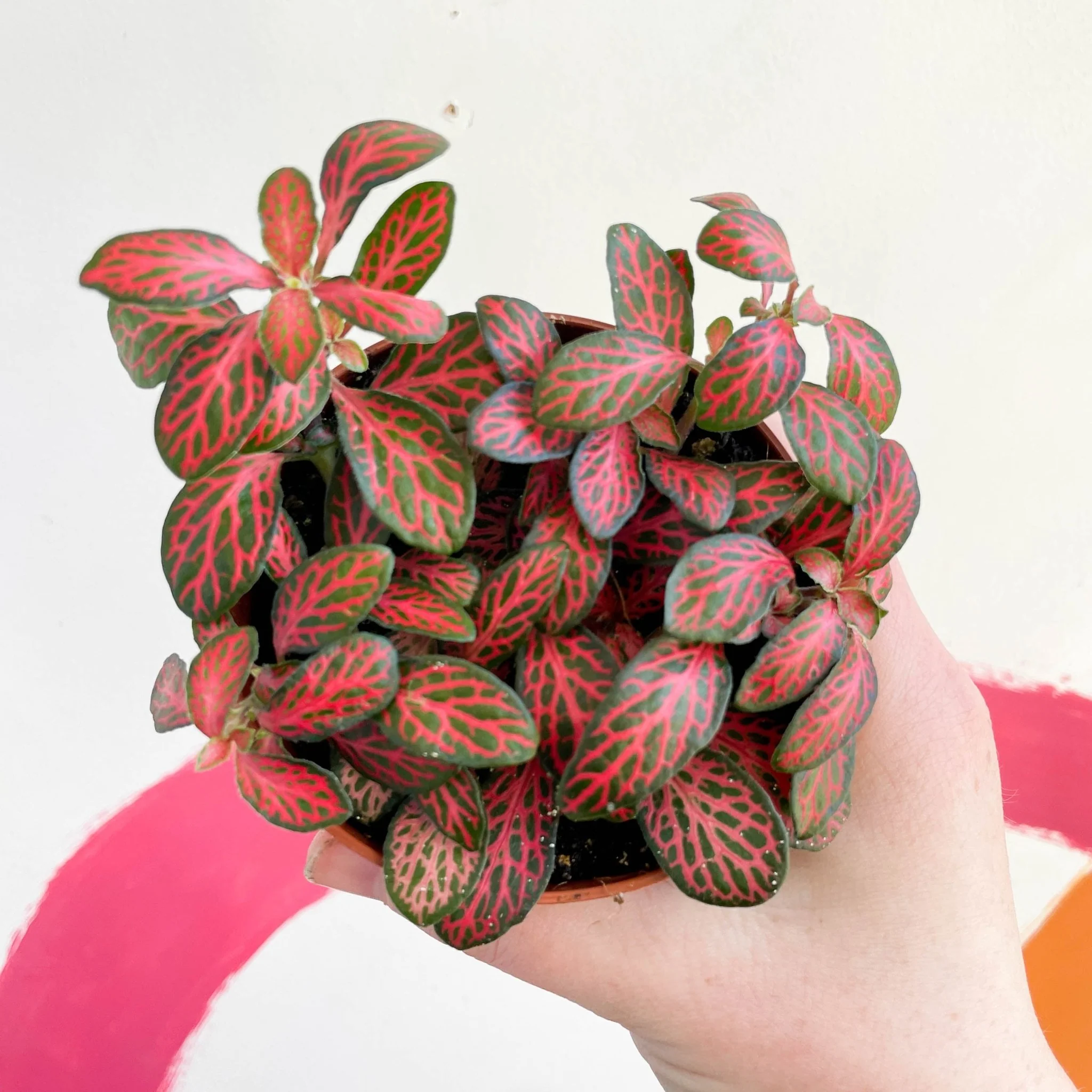 Fittonia verschaffeltii 'Mini Red Vein' - Image 3