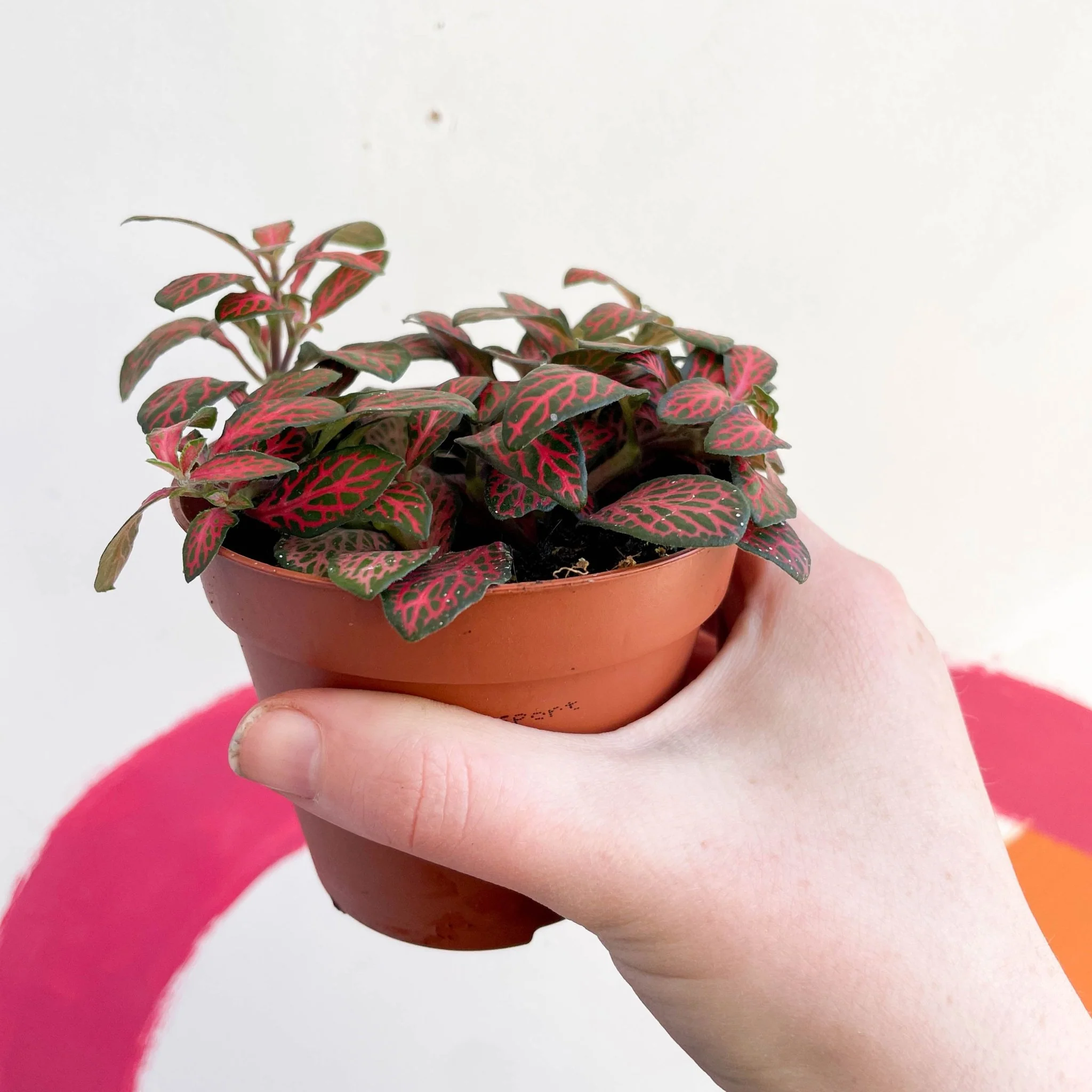 Fittonia verschaffeltii 'Mini Red Vein' - Image 5