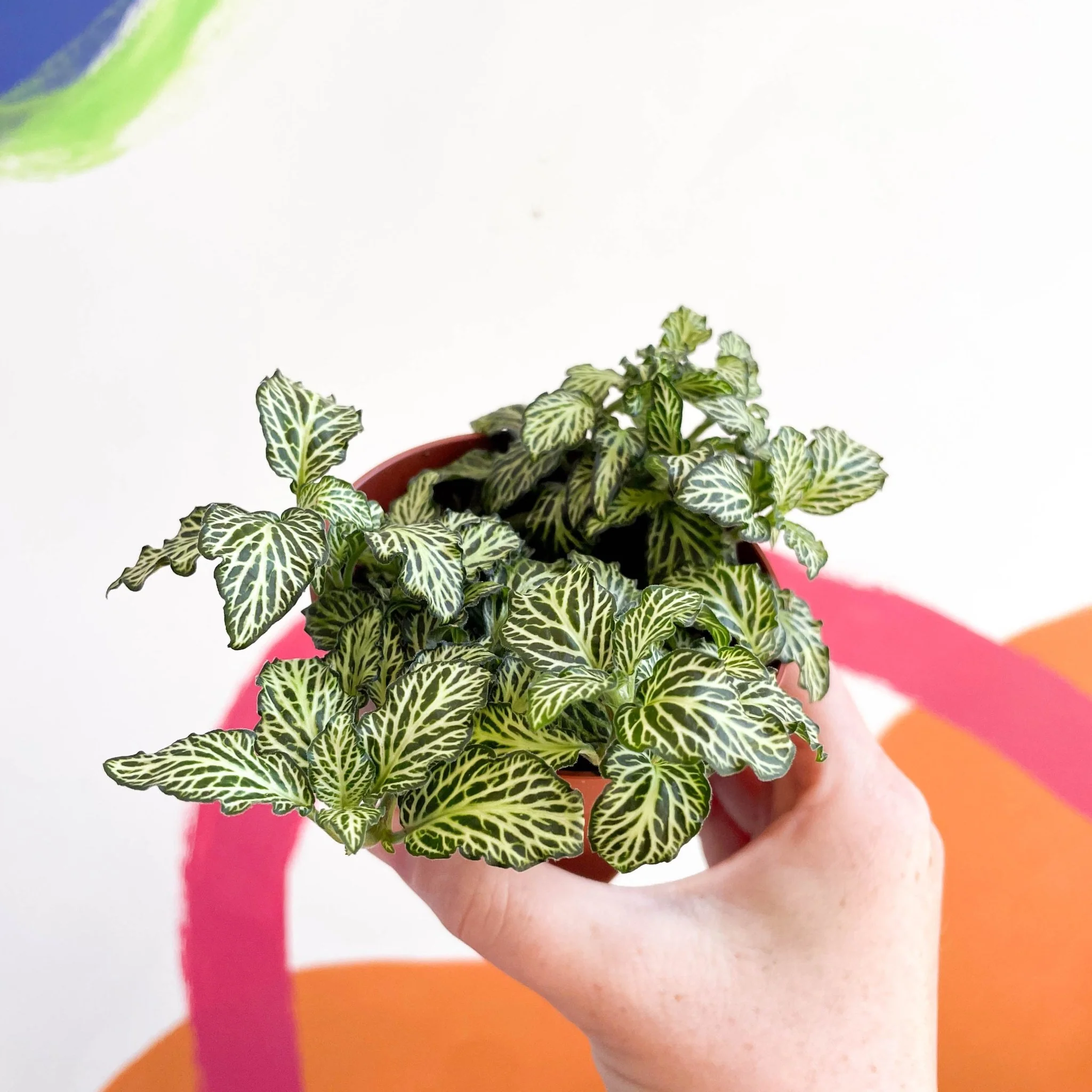 Fittonia argyroneura ‘Mosaic’