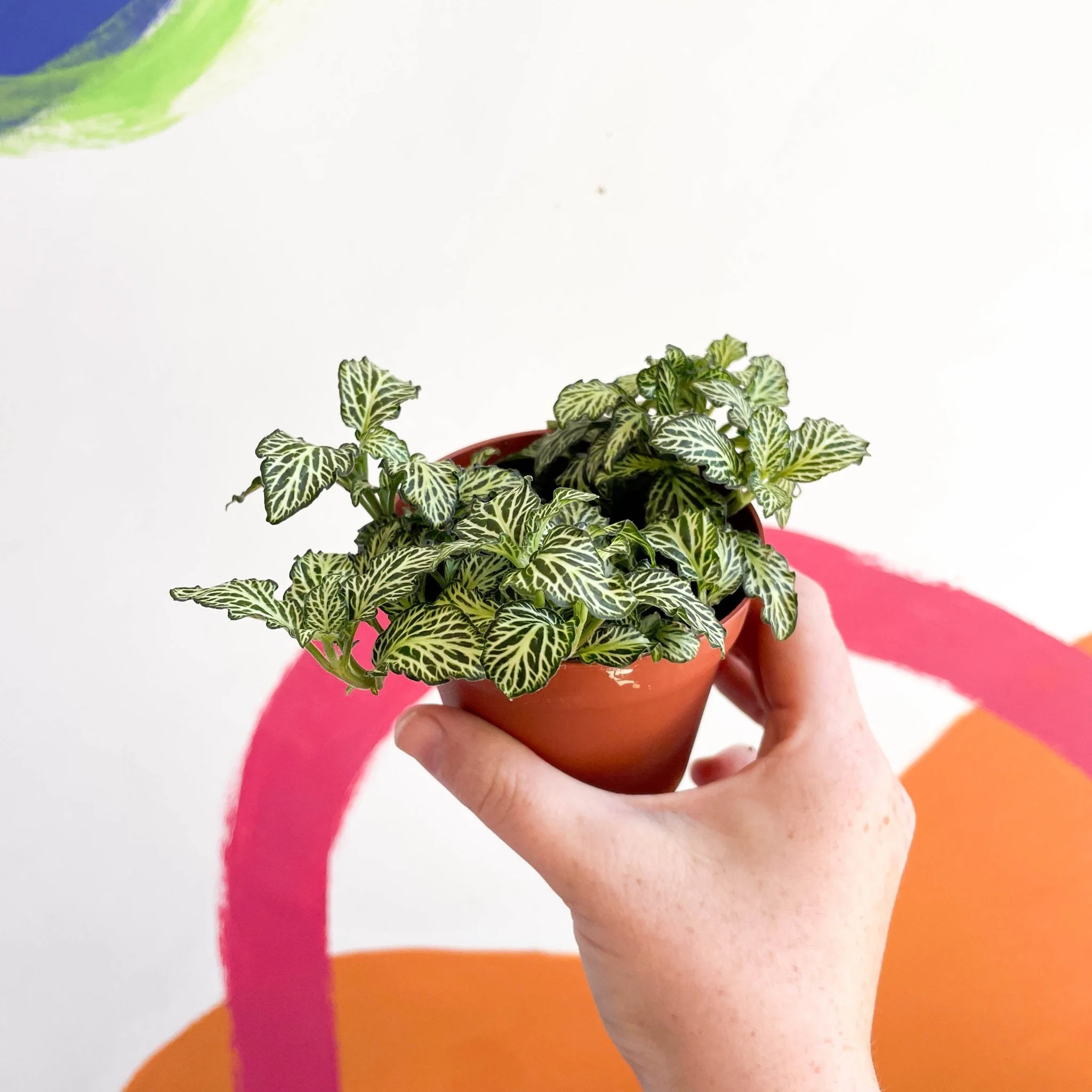 Fittonia argyroneura ‘Mosaic’ - Image 2