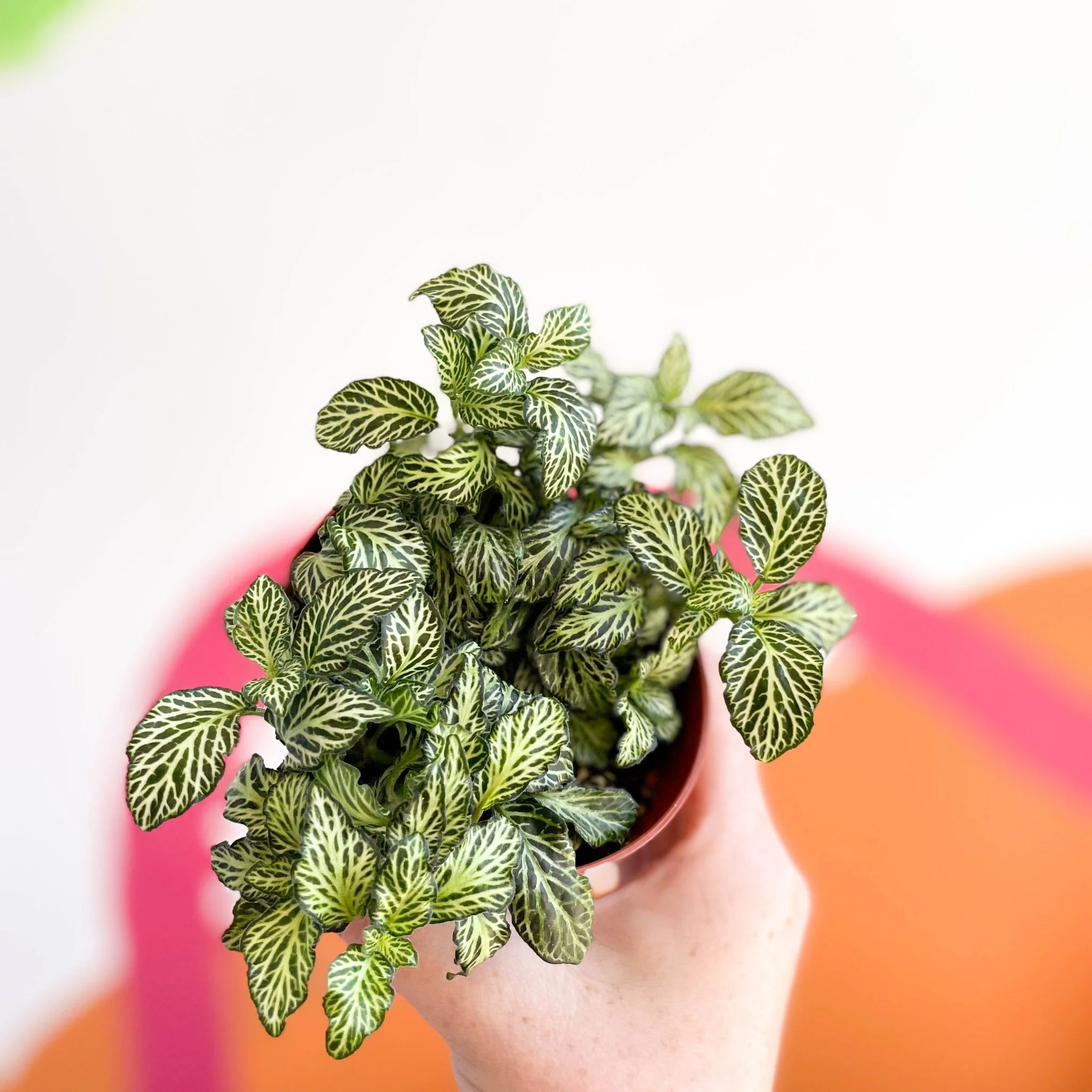Fittonia argyroneura ‘Mosaic’ - Image 3