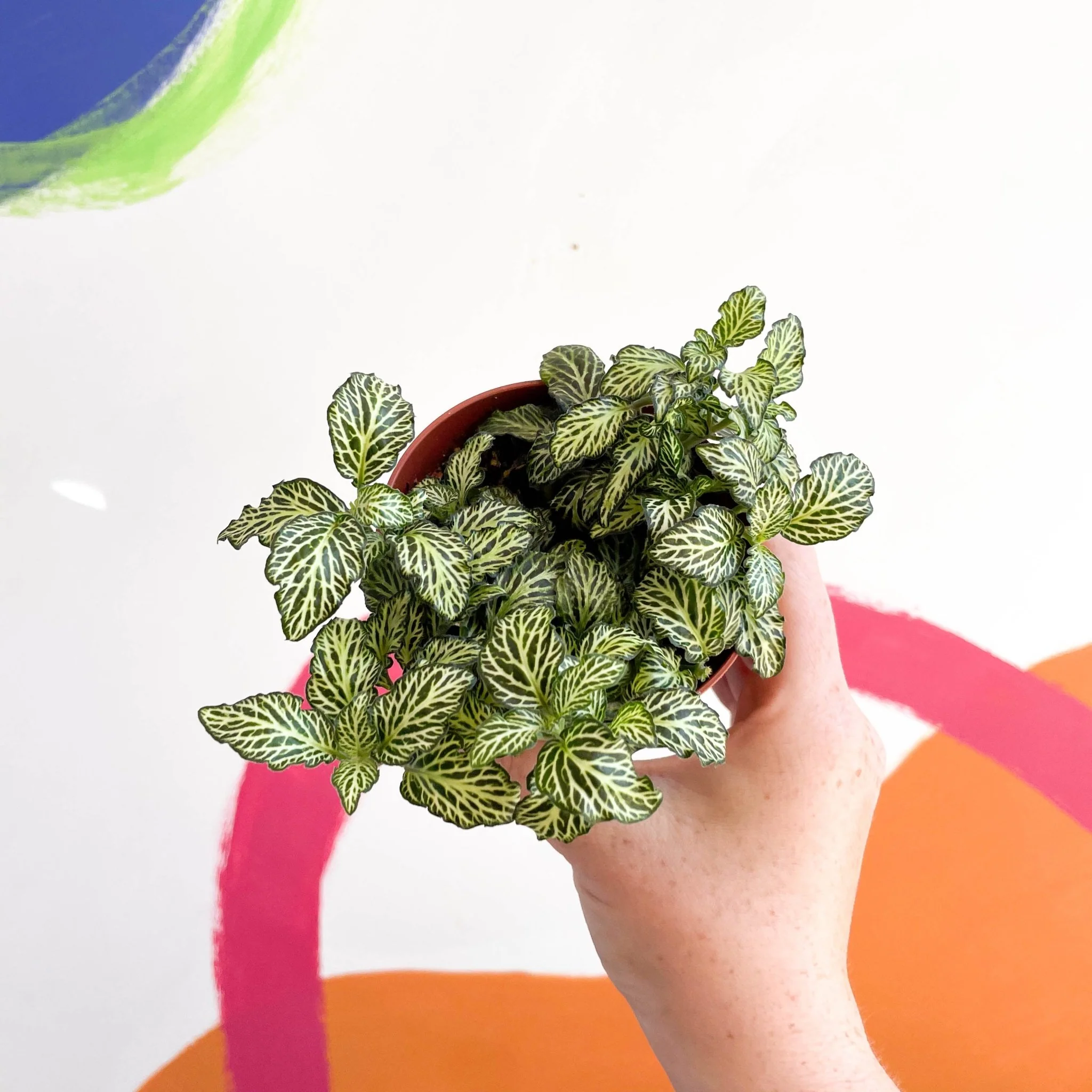 Fittonia argyroneura ‘Mosaic’ - Image 4