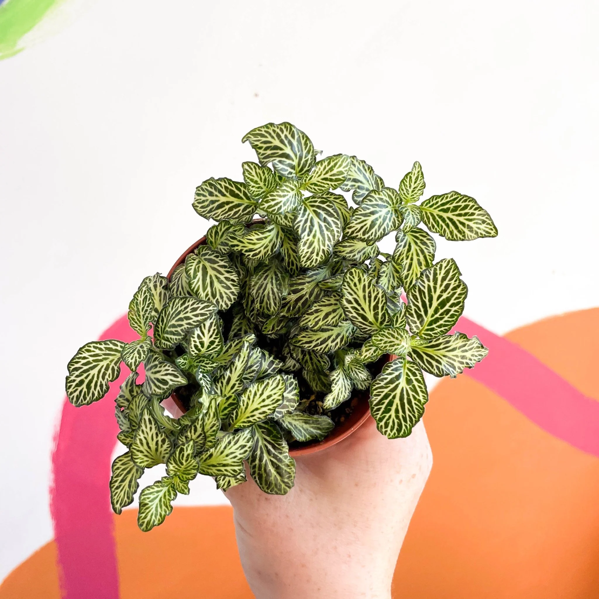 Fittonia argyroneura ‘Mosaic’ - Image 5