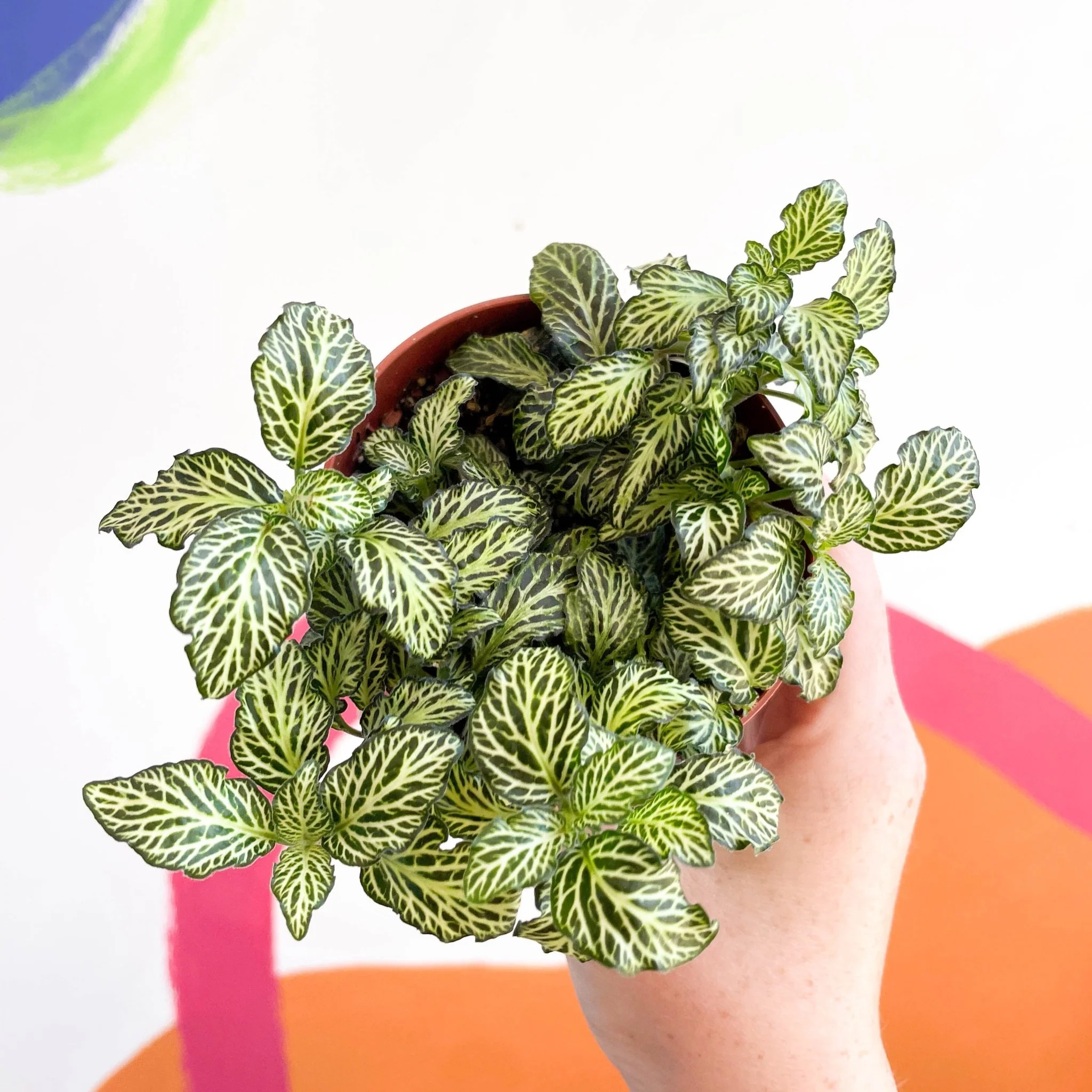 Fittonia argyroneura ‘Mosaic’ - Image 6