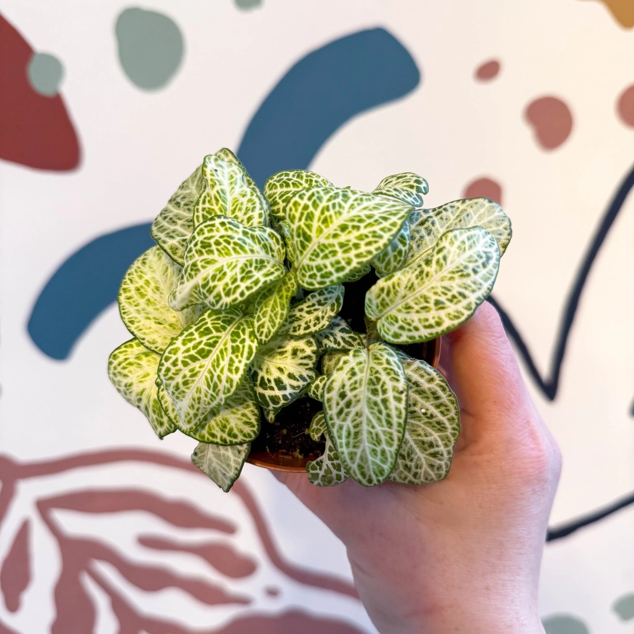 Fittonia argyroneura ‘Mosaic Lemon’