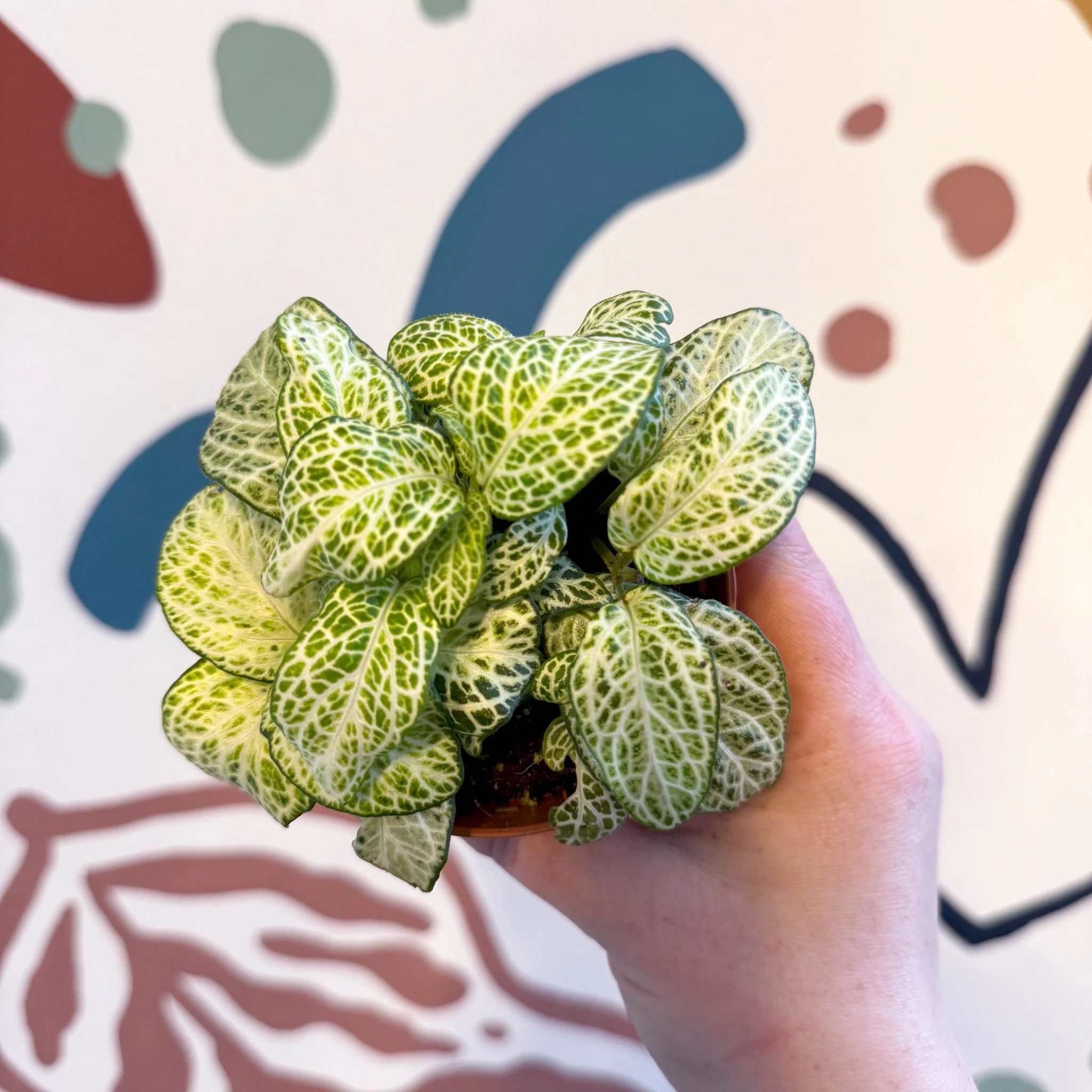 Fittonia argyroneura ‘Mosaic Lemon’ - Image 10